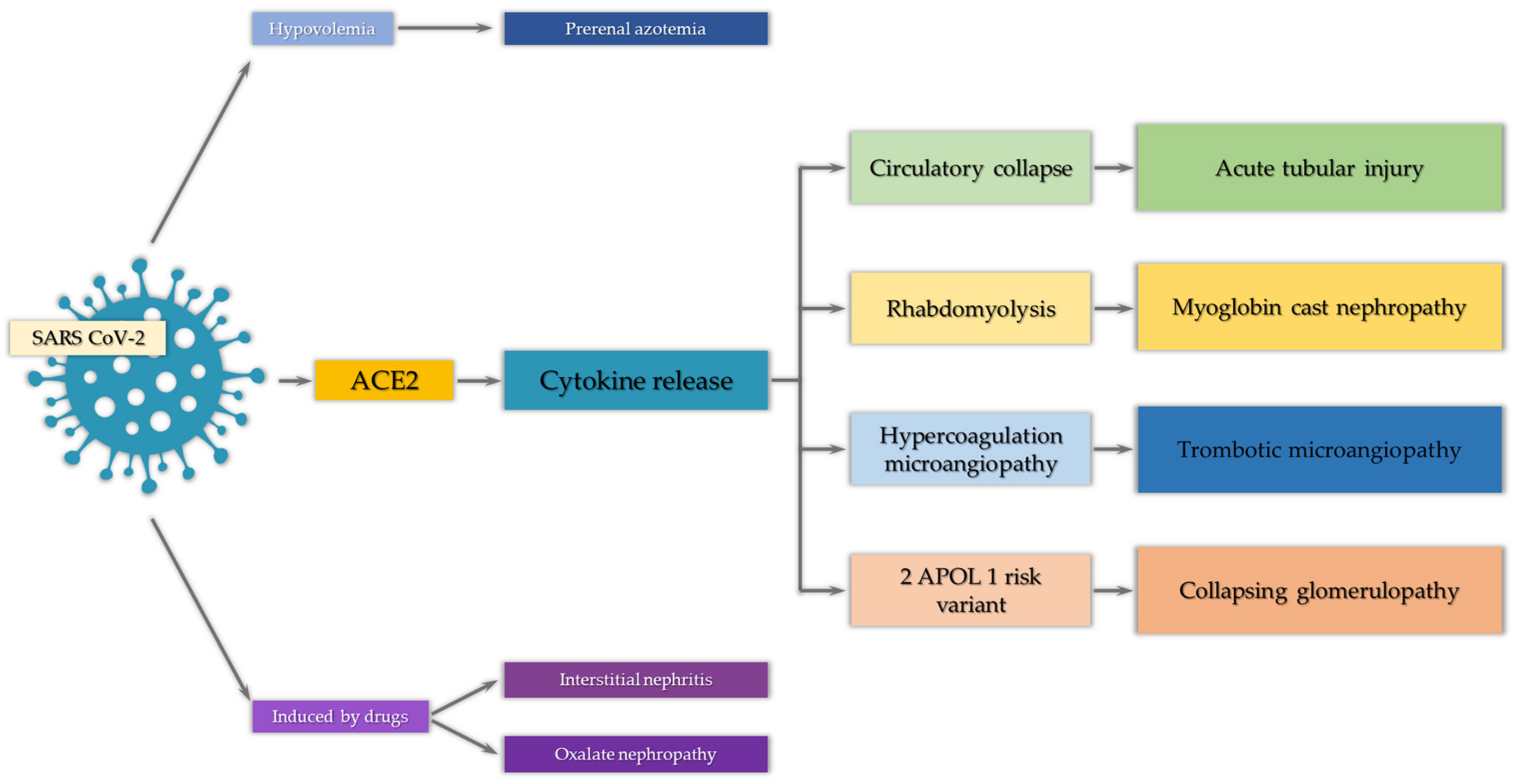 Ijms Free Full Text Pathophysiology And Clinical Manifestations Of Covid 19 Related Acute Kidney Injury The Current State Of Knowledge And Future Perspectives Html