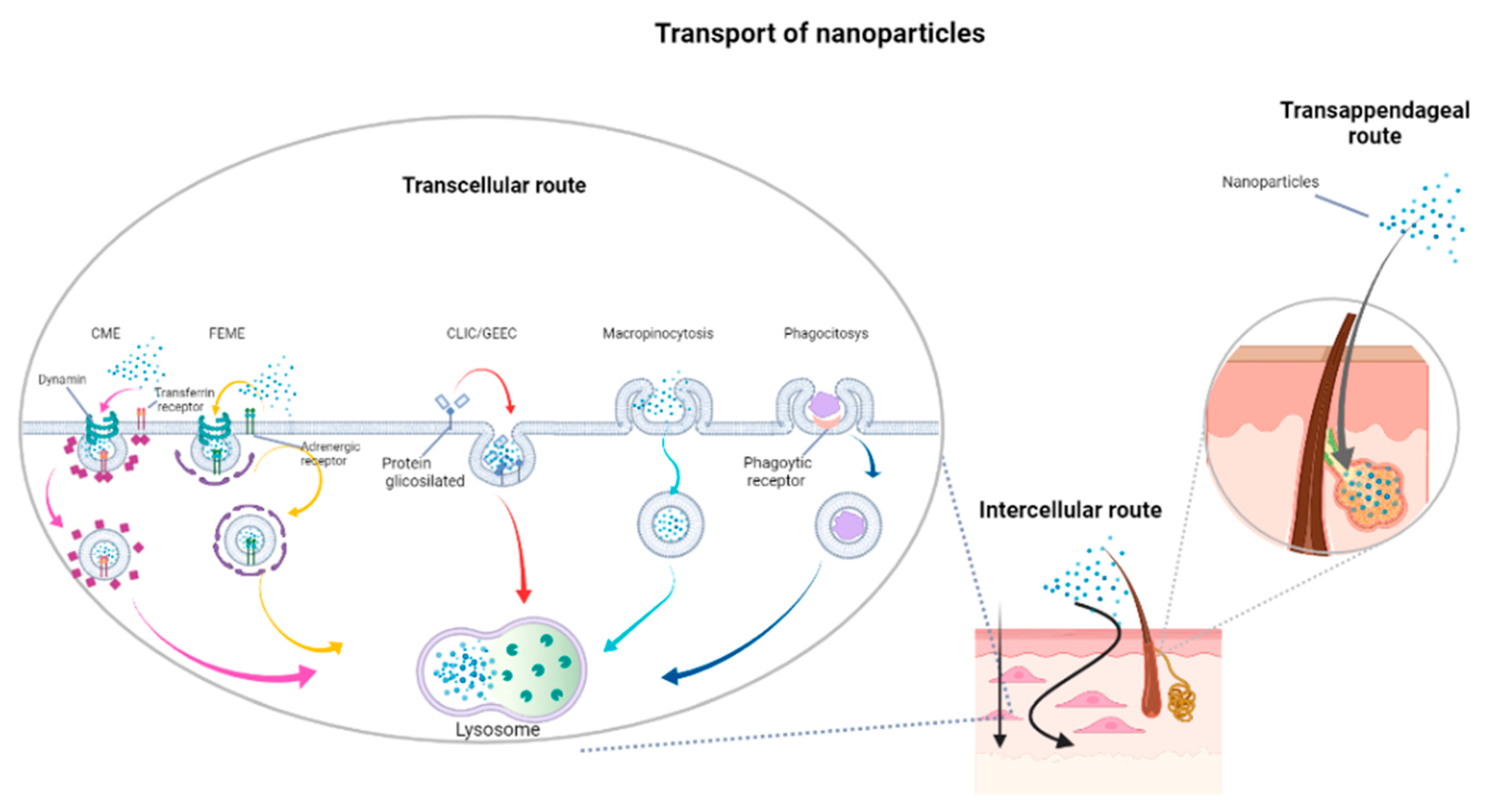 Ijms 22 07095 g001 Ijms 22 07095 g001