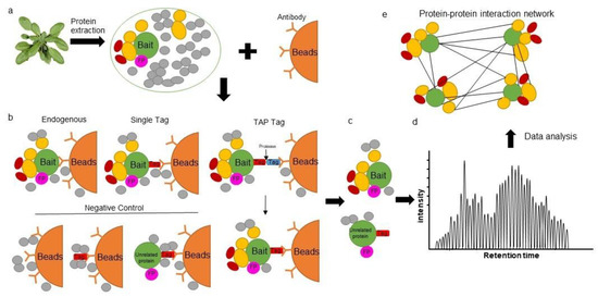 Deciphering Spatial Protein–Protein Interactions in Brain Using