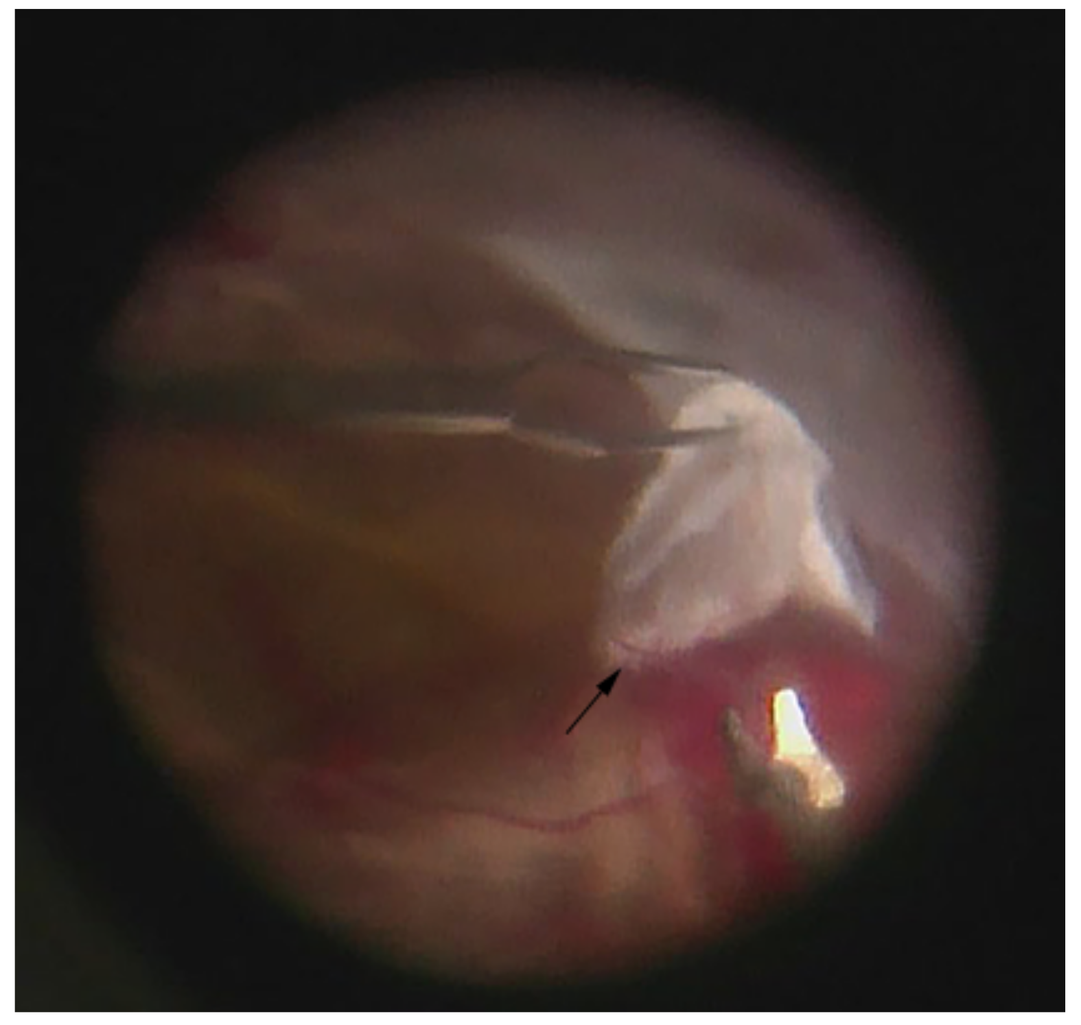 Ijms 22 07142 g004 Ijms 22 07142 g004