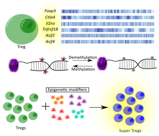 Sequence of the human TNF promoter region 123 bp upstream from the