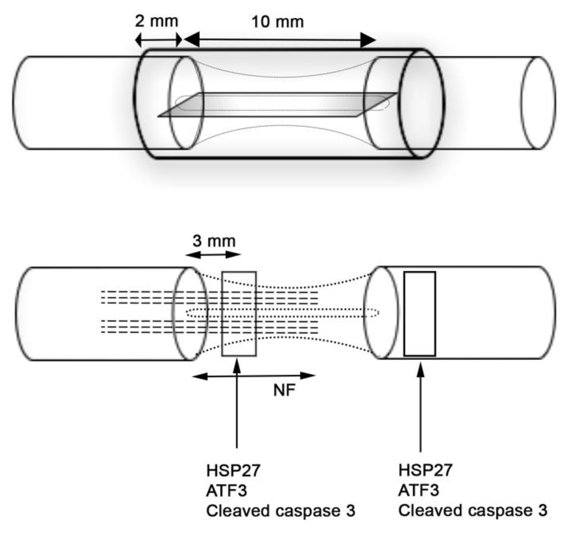 Ijms 22 07146 g003 Ijms 22 07146 g003