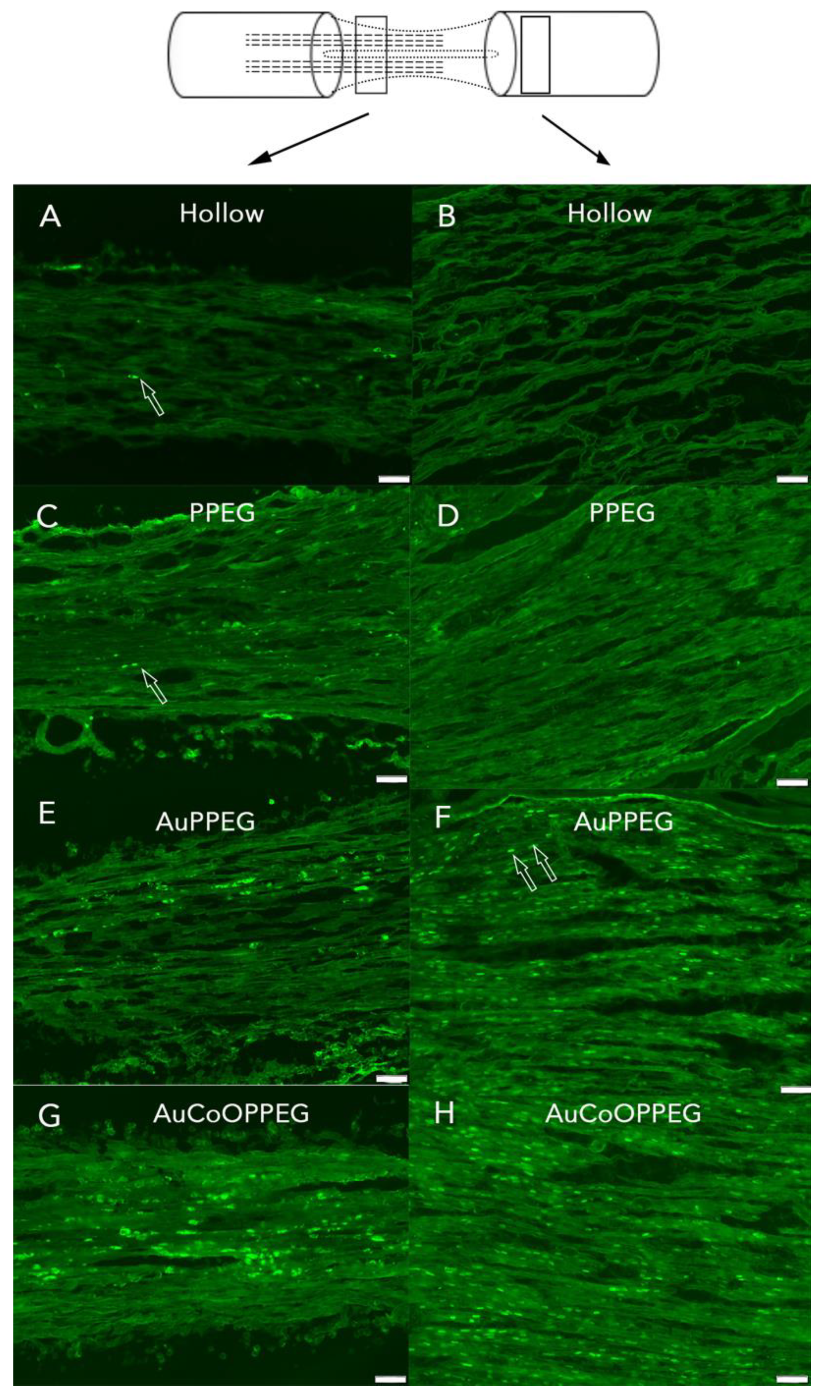 Ijms 22 07146 g006 Ijms 22 07146 g006
