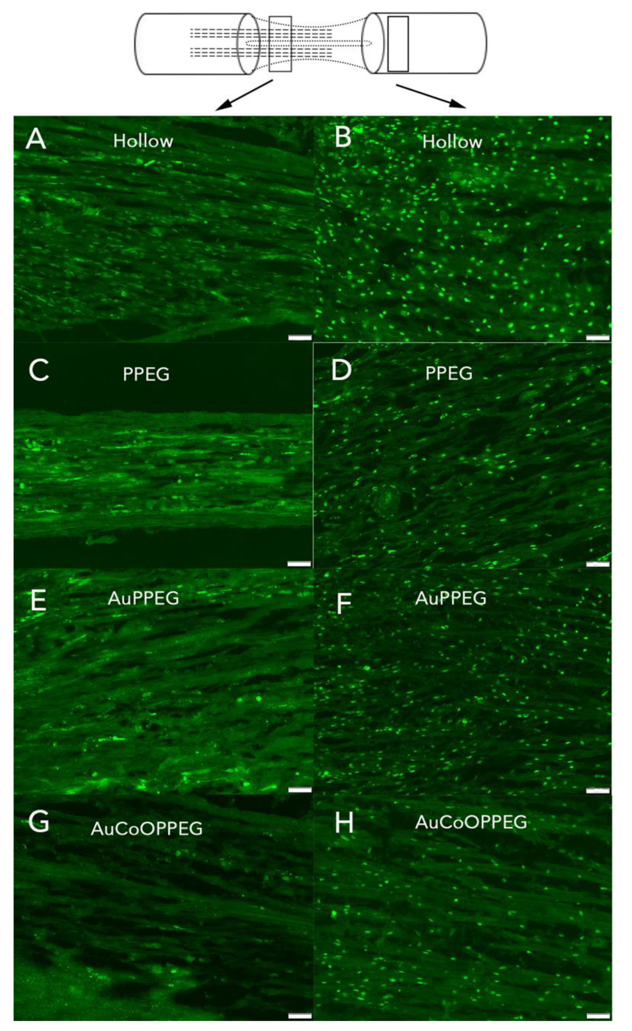 Ijms 22 07146 g007 Ijms 22 07146 g007