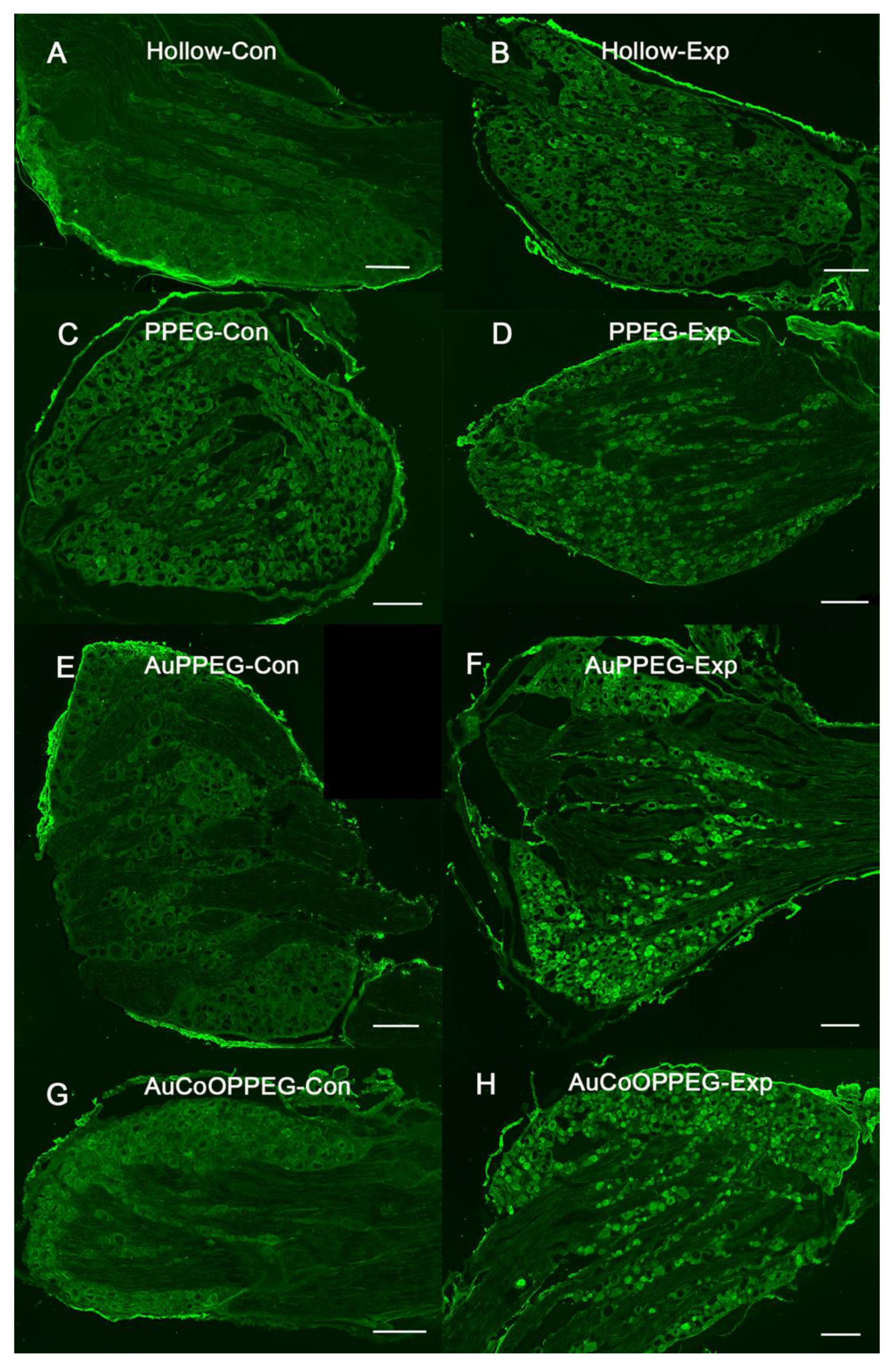 Ijms 22 07146 g009 Ijms 22 07146 g009