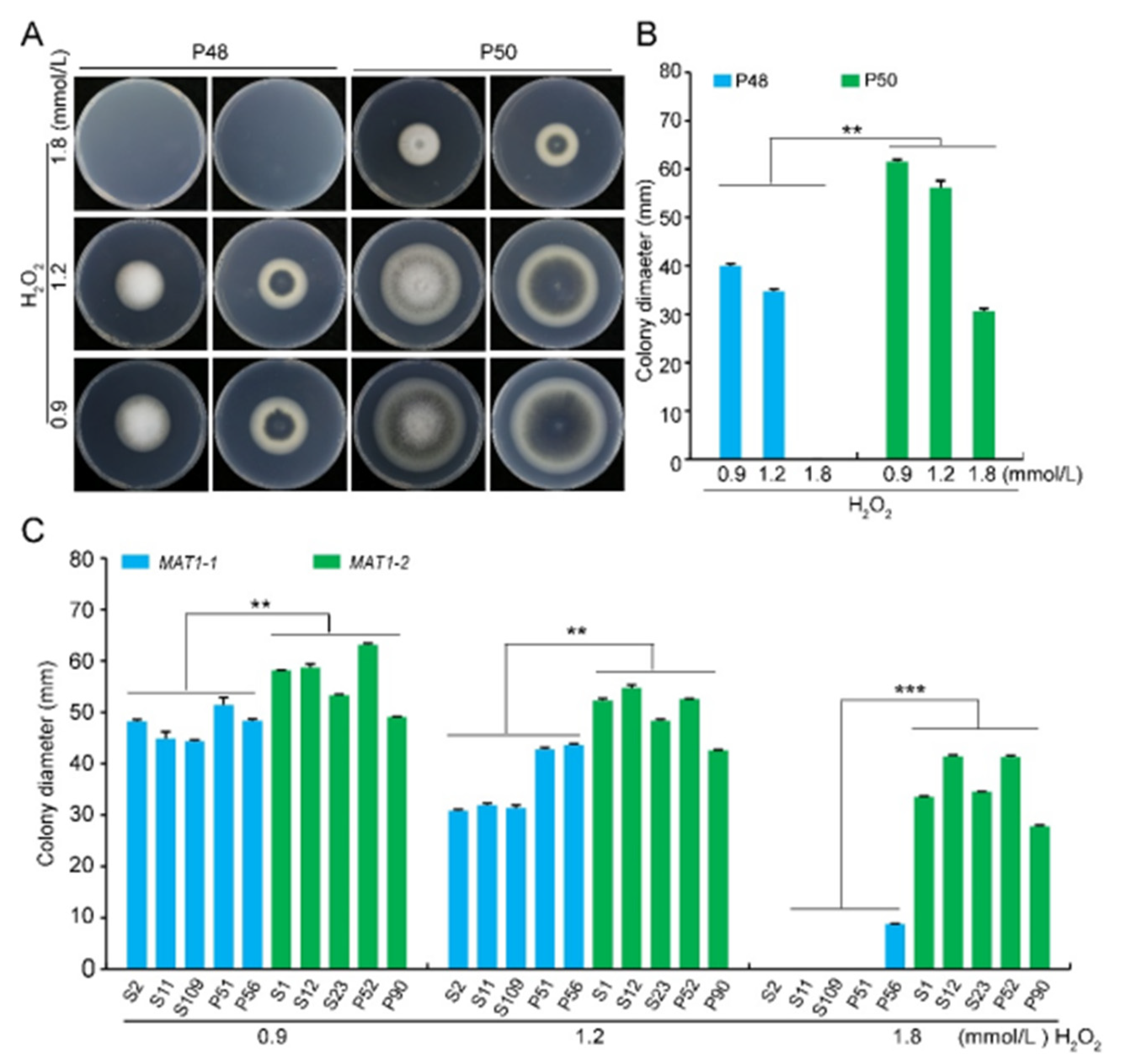 PDF) Biological Characteristics of Verticillium dahliae MAT1-1 and