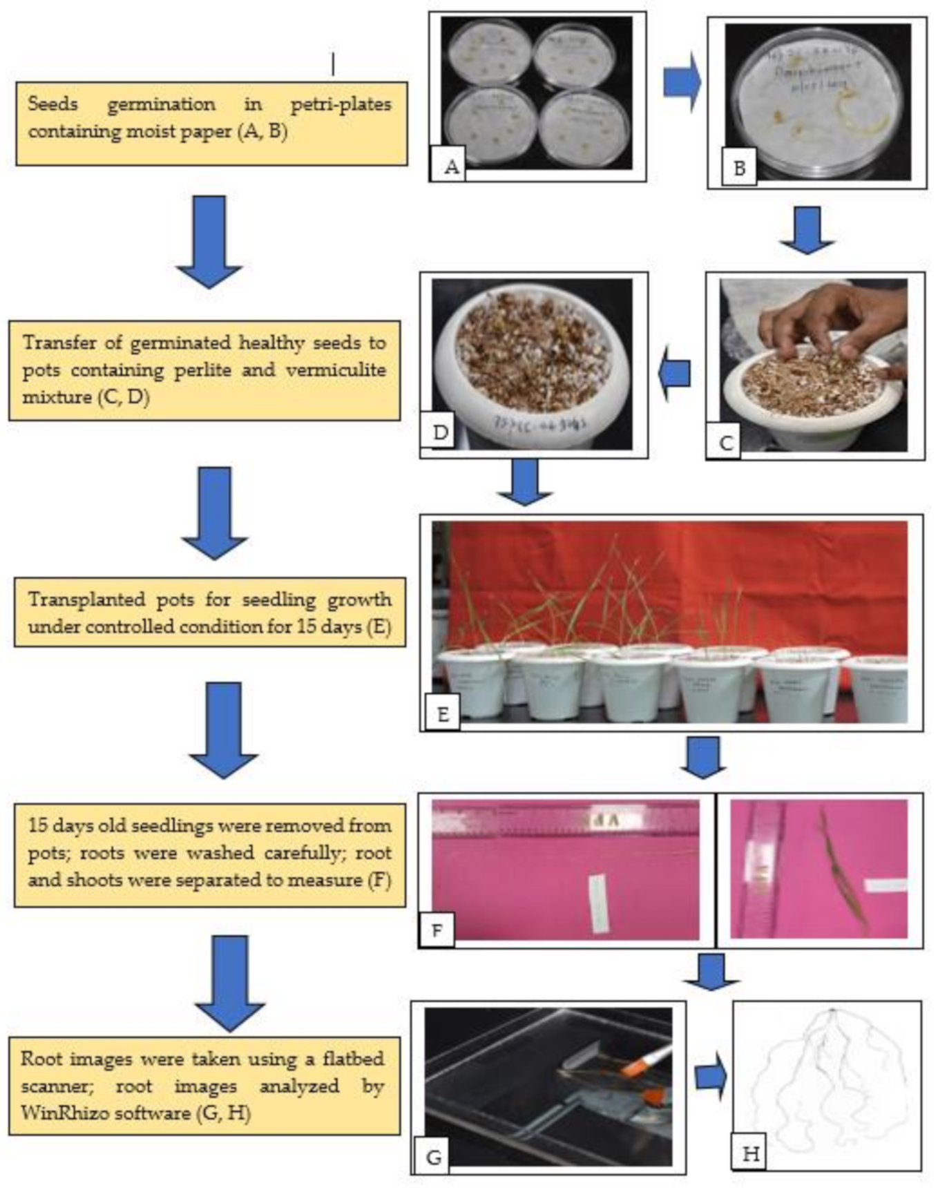 Ijms 22 07188 g006 Ijms 22 07188 g006