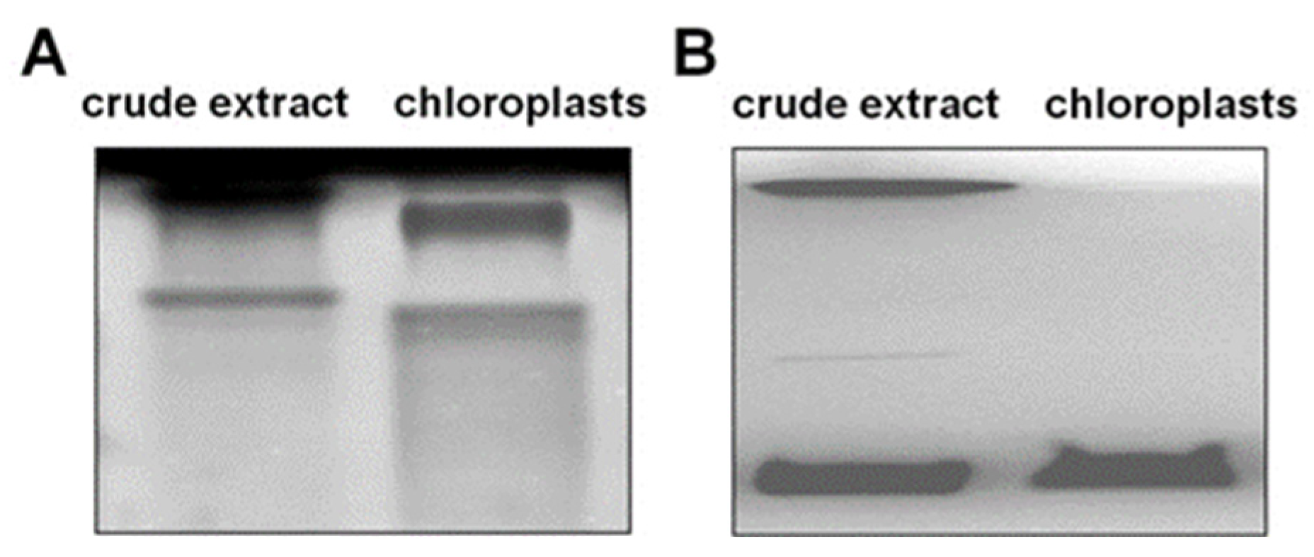 Ijms 22 07203 g009 Ijms 22 07203 g009