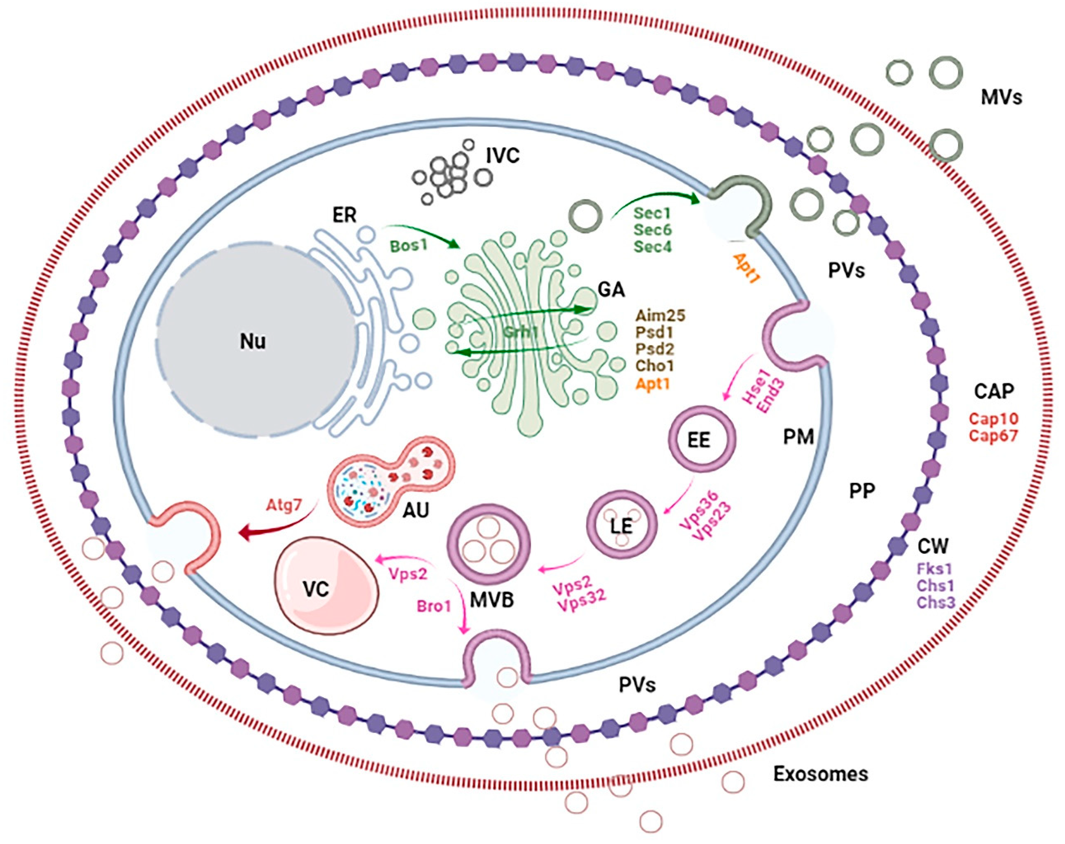 Ijms 22 07221 g002 Ijms 22 07221 g002