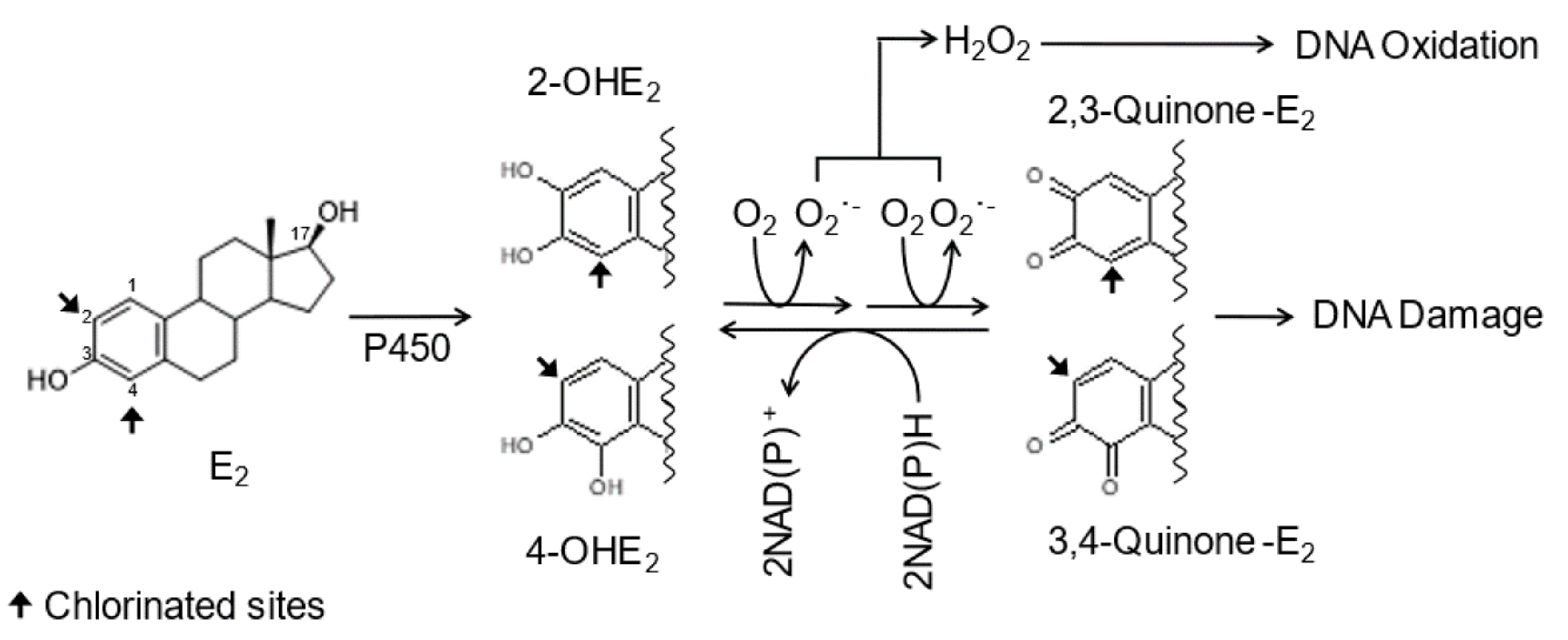 Ijms 22 07222 g001 Ijms 22 07222 g001