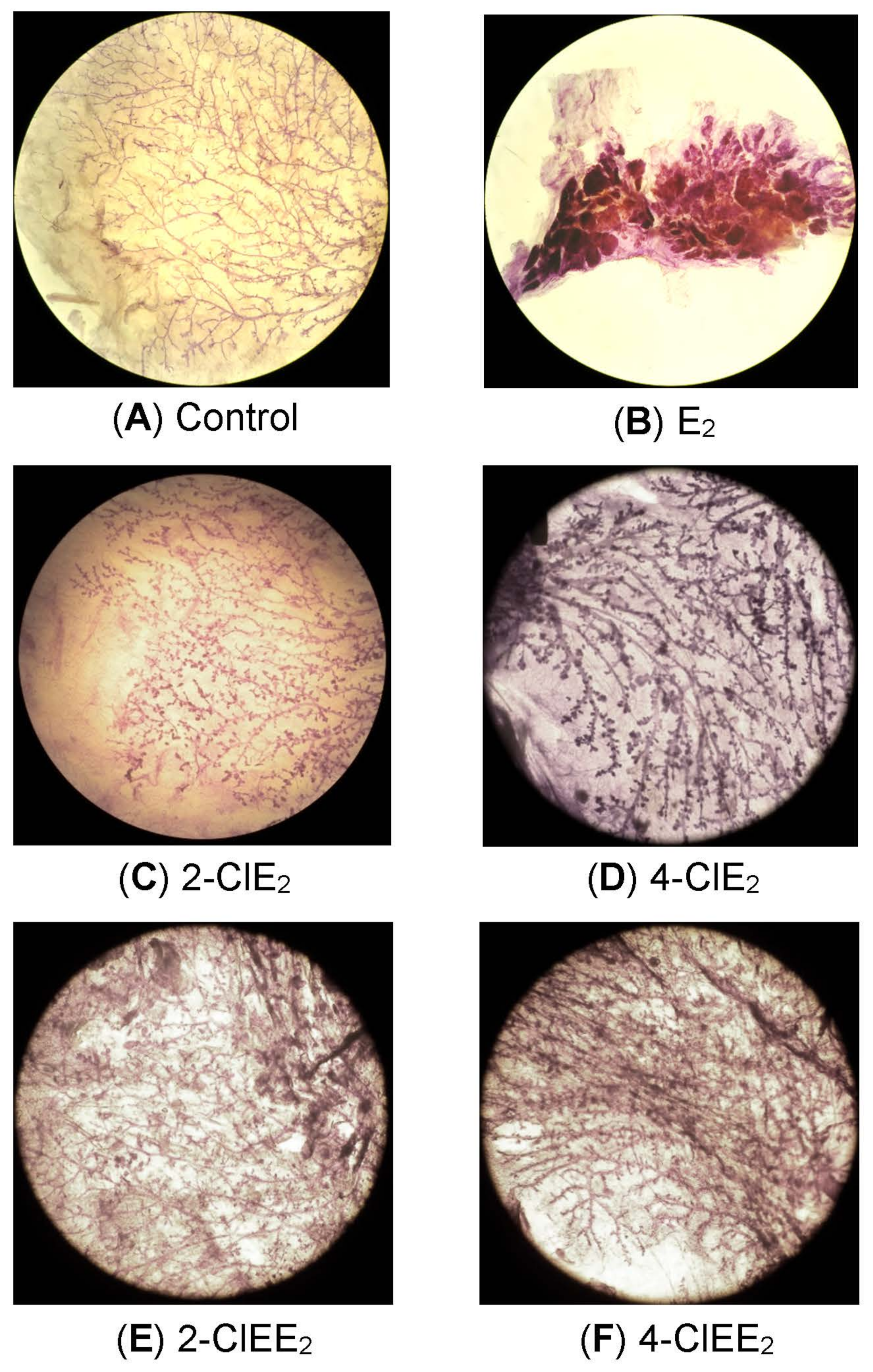 Ijms 22 07222 g004 Ijms 22 07222 g004