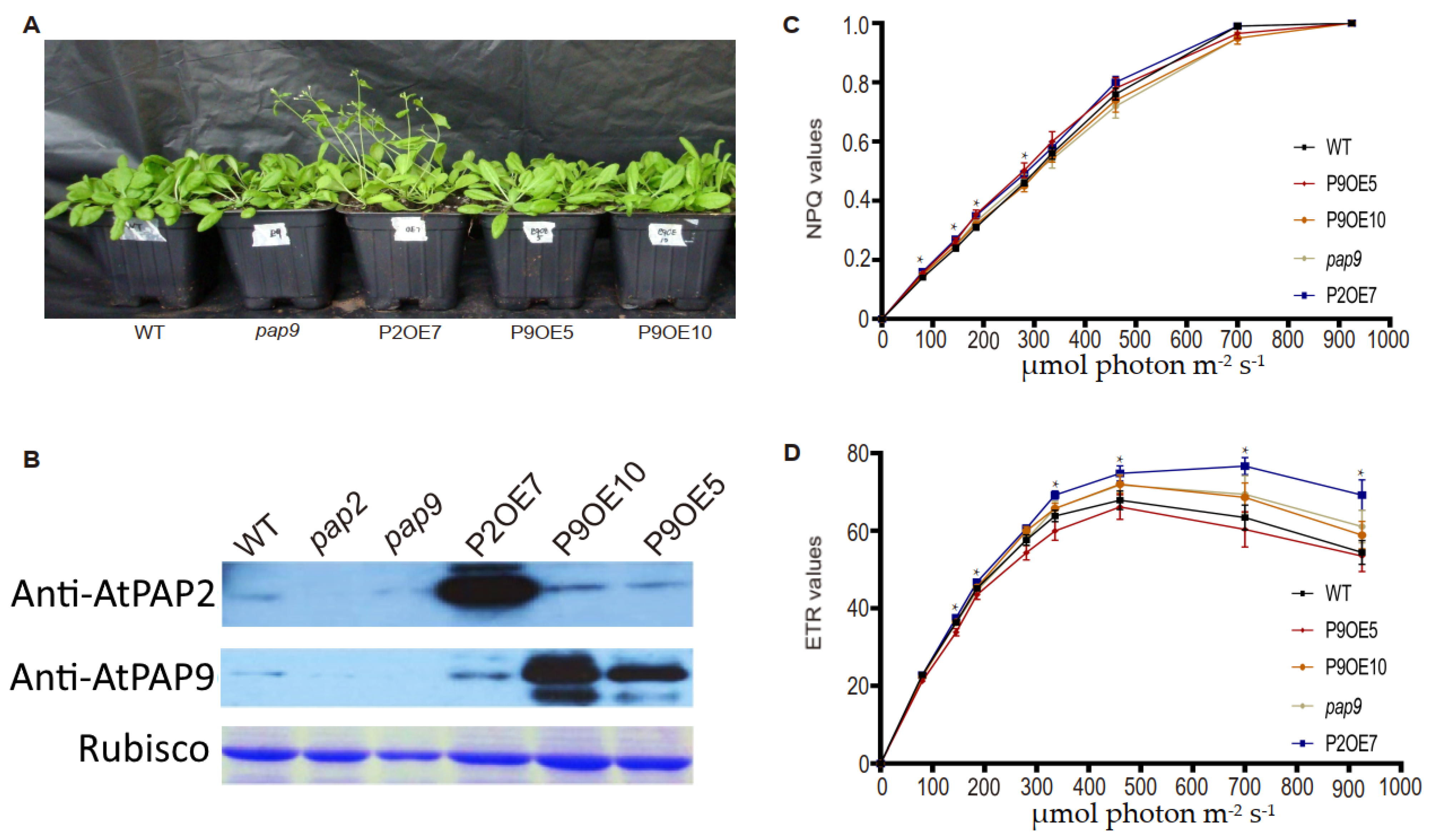 Ijms 22 07243 g002 Ijms 22 07243 g002