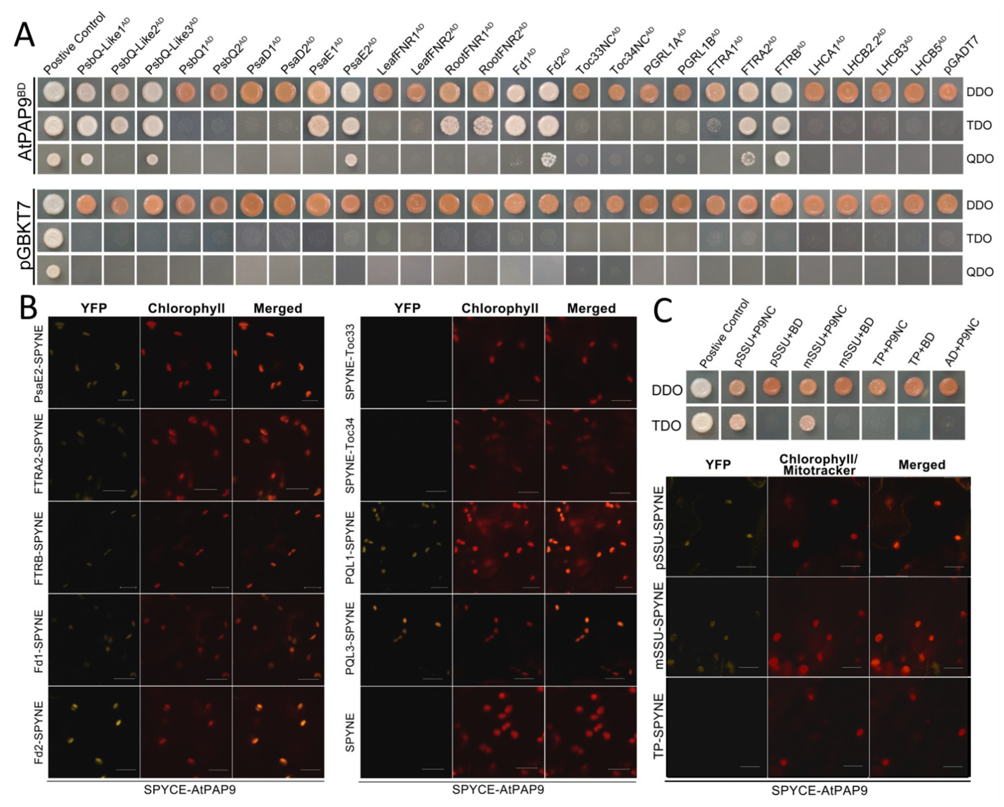 Ijms 22 07243 g003 Ijms 22 07243 g003