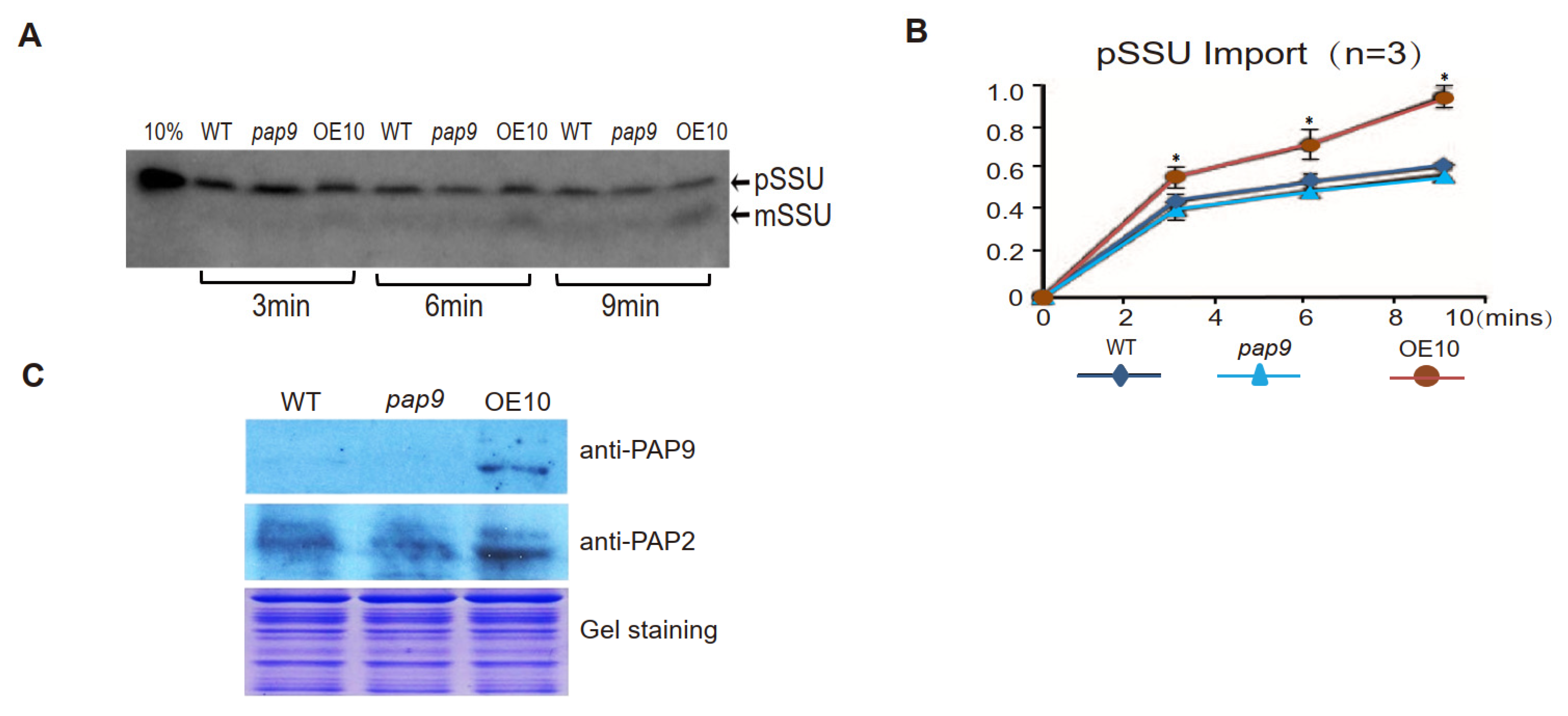 Ijms 22 07243 g004 Ijms 22 07243 g004