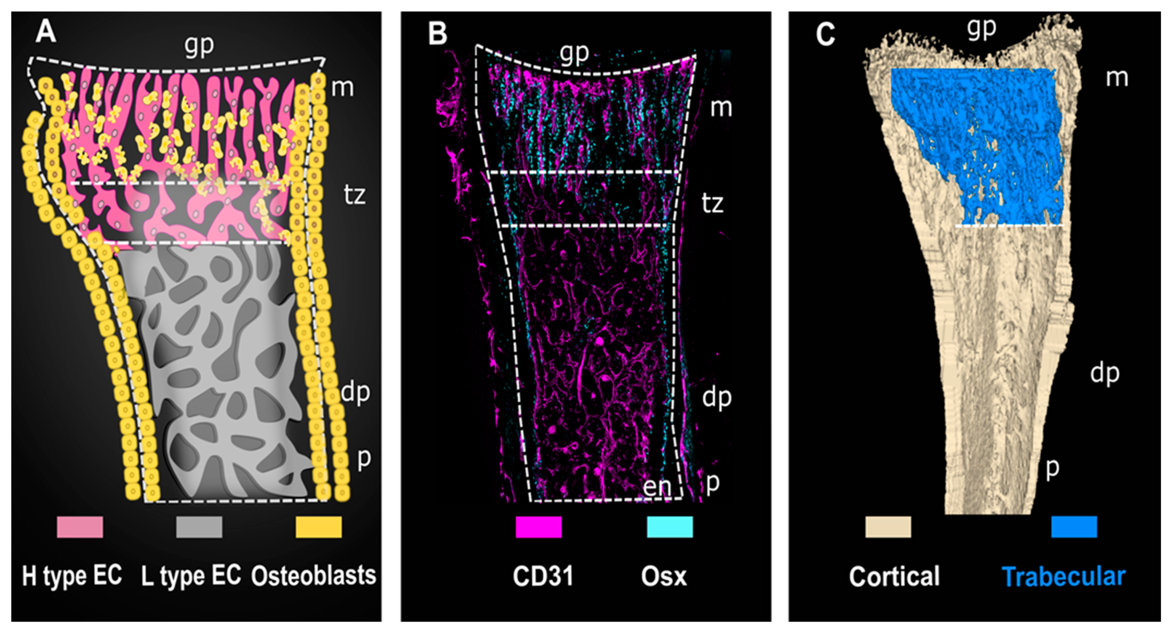 Ijms 22 07253 g001 Ijms 22 07253 g001
