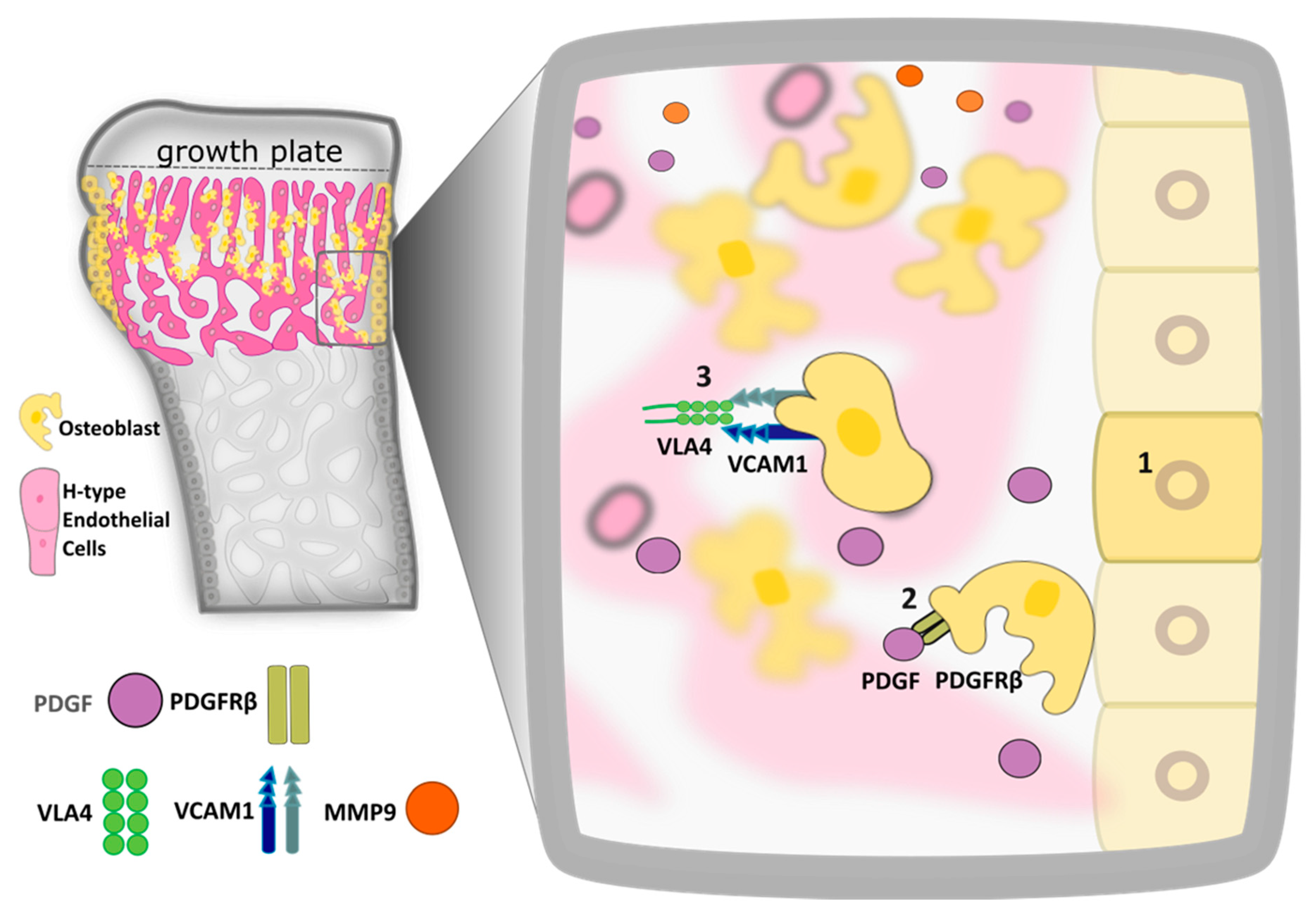 Ijms 22 07253 g002 Ijms 22 07253 g002