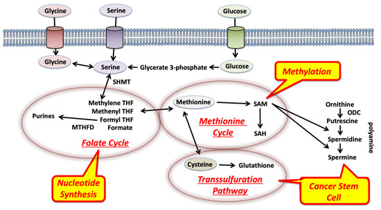 IJMS | Free Full-Text | Impact Of One-Carbon Metabolism-Driving ...