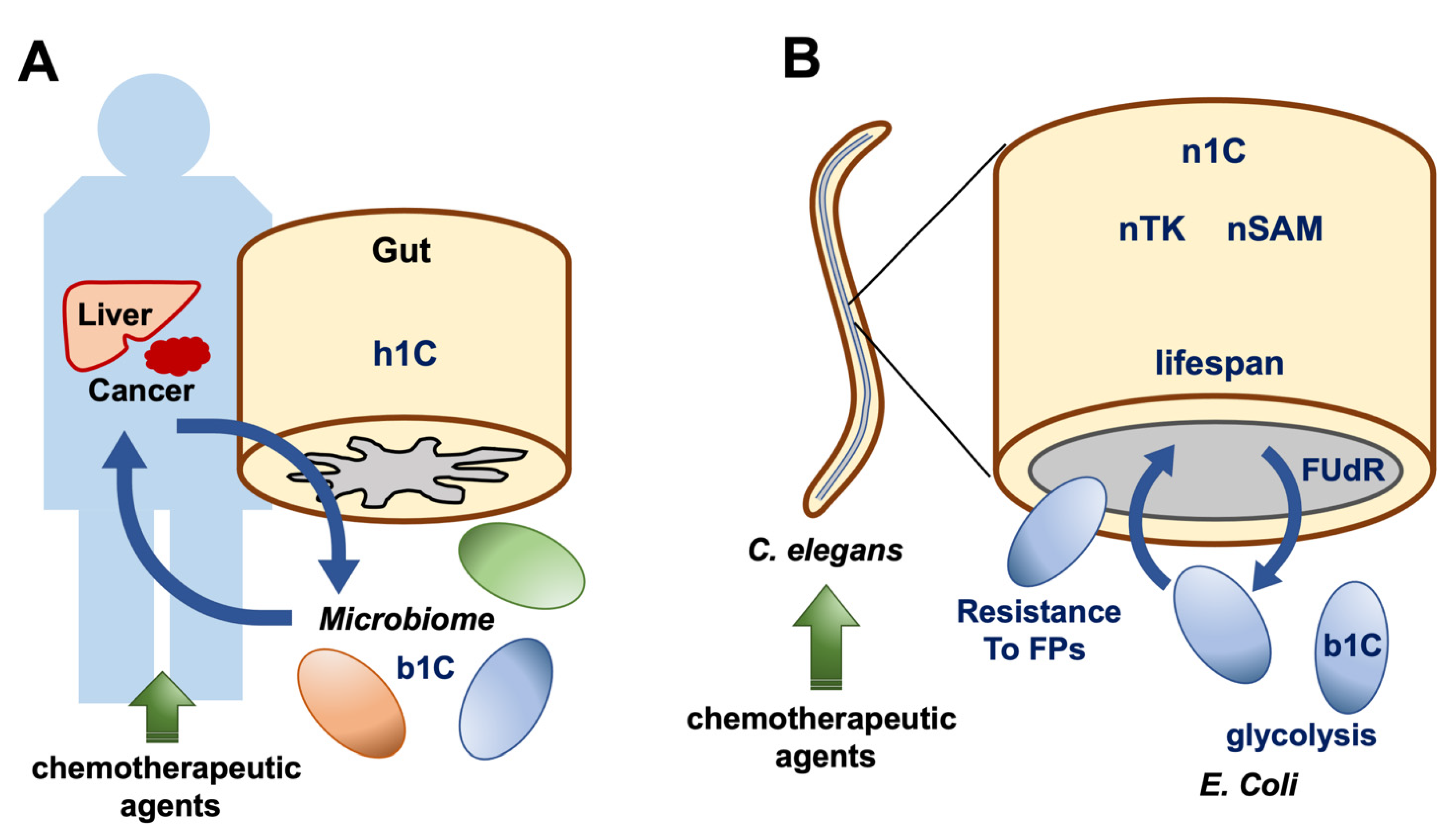 One carbon metabolism and early development: a diet-dependent destiny:  Trends in Endocrinology & Metabolism