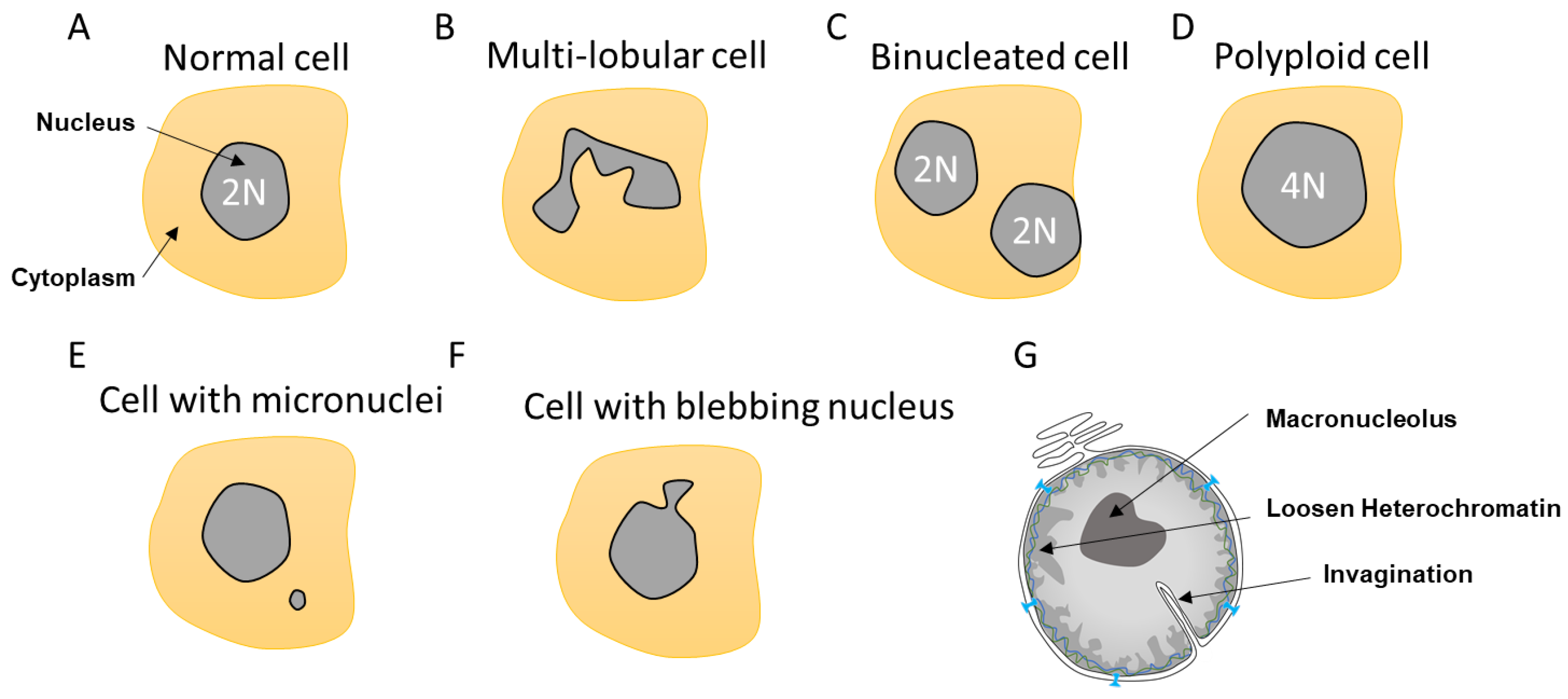 IJMS | Free Full-Text | Nuclear Envelope Integrity in Health and