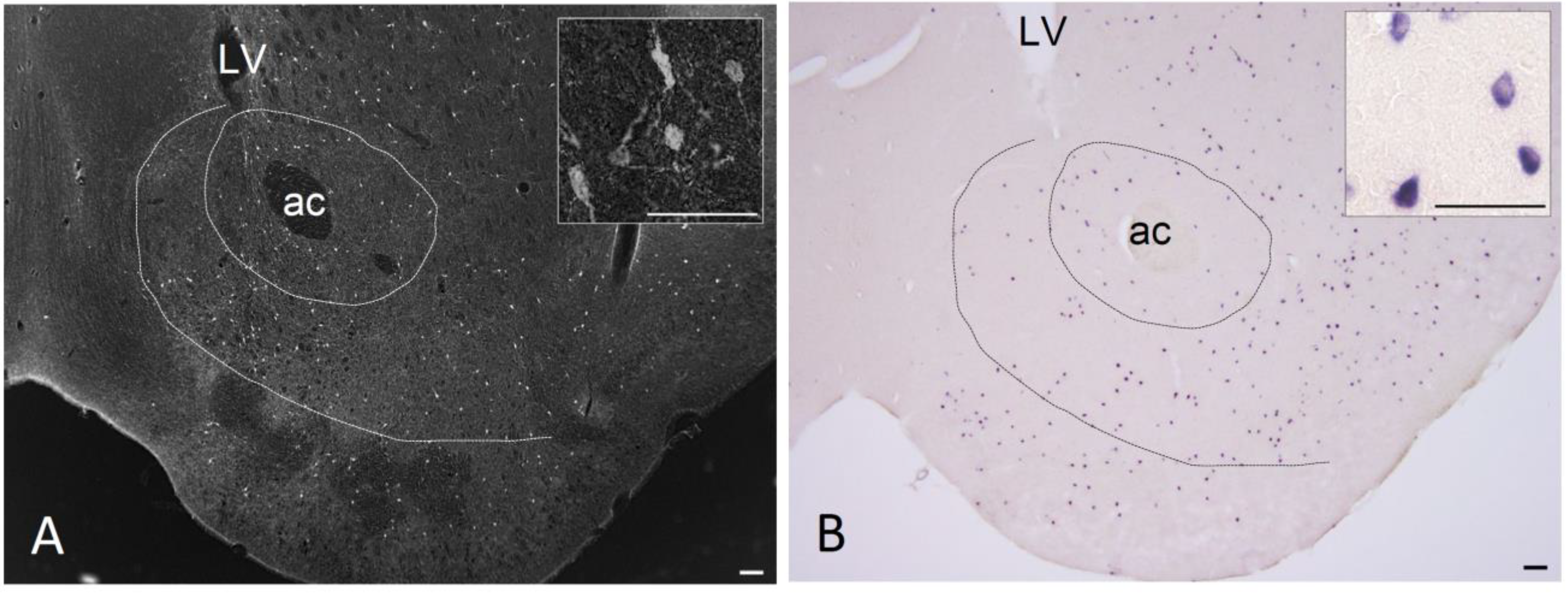 Ijms 22 07287 g001 Ijms 22 07287 g001