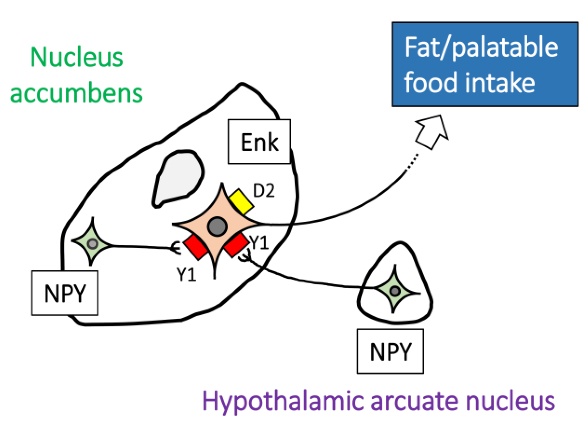 Ijms Free Full Text The Role Of Neuropeptide Y In The Nucleus Accumbens