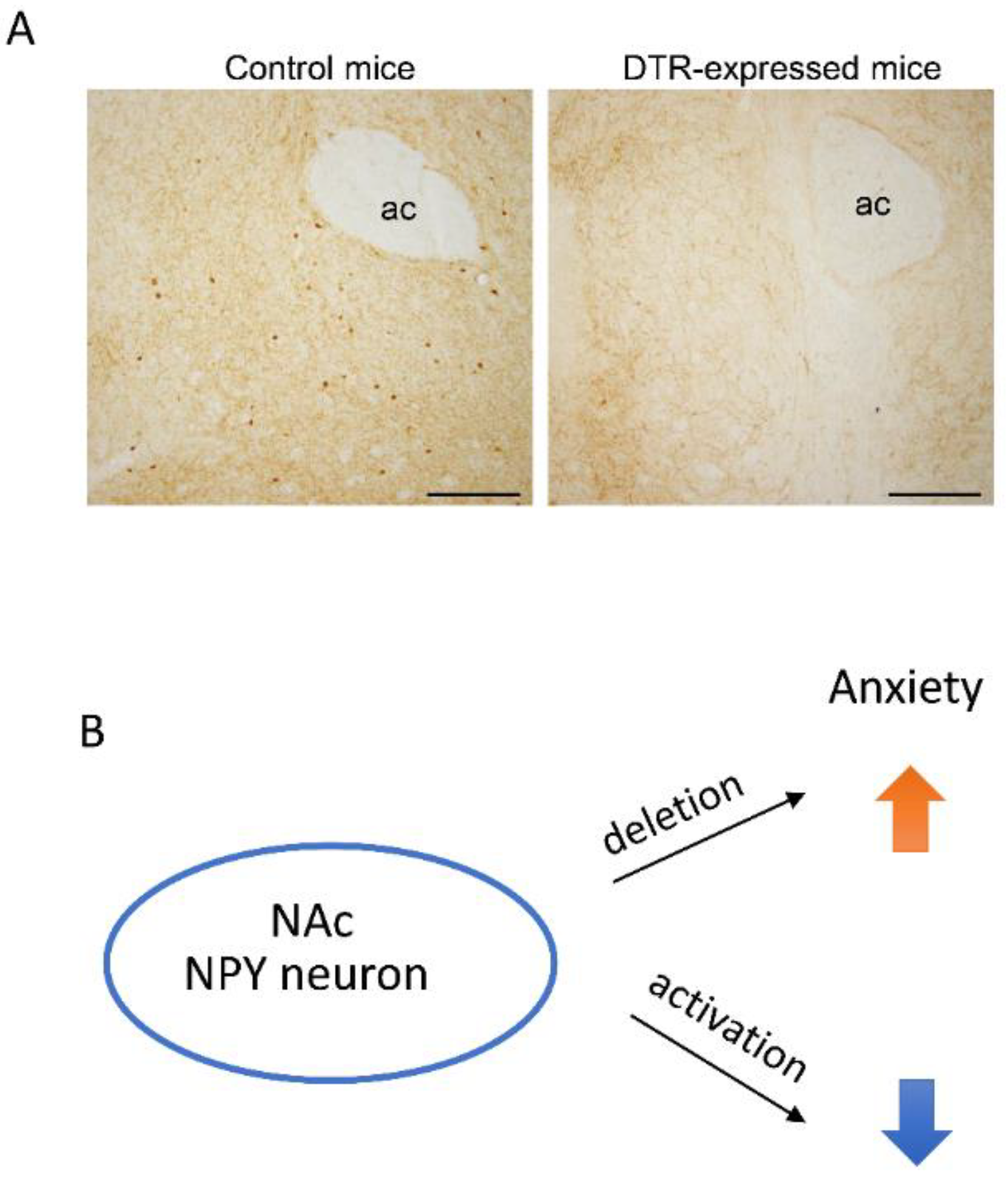 Ijms 22 07287 g003 Ijms 22 07287 g003