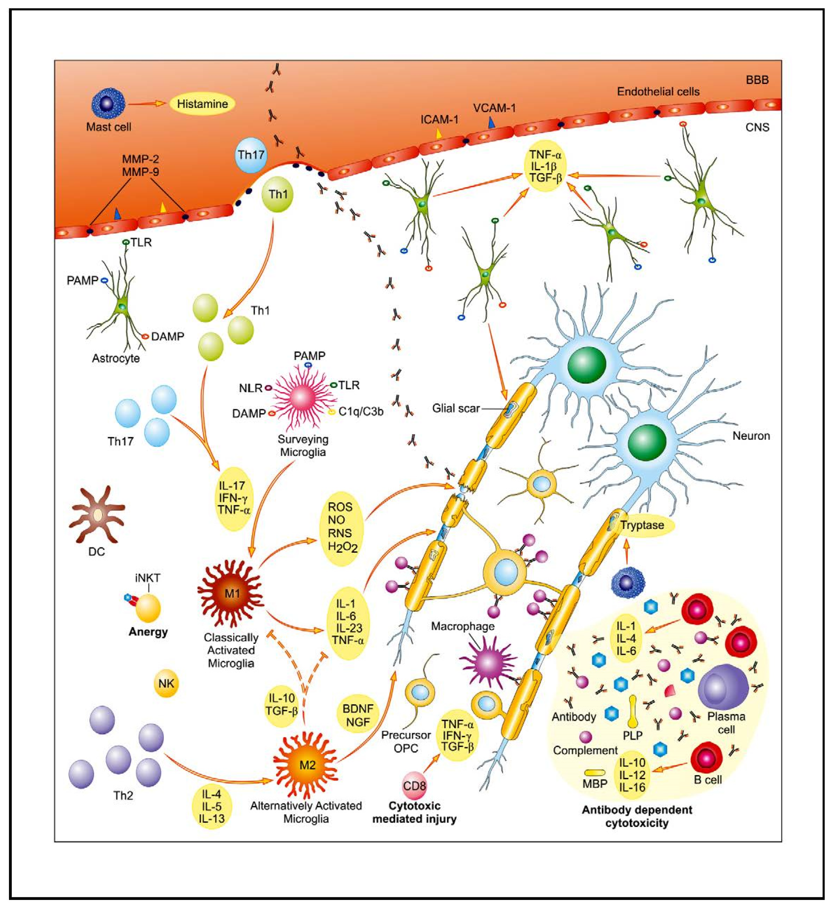 gå ind Drastisk grube IJMS | Free Full-Text | New Insights into Multiple Sclerosis Mechanisms:  Lipids on the Track to Control Inflammation and Neurodegeneration | HTML
