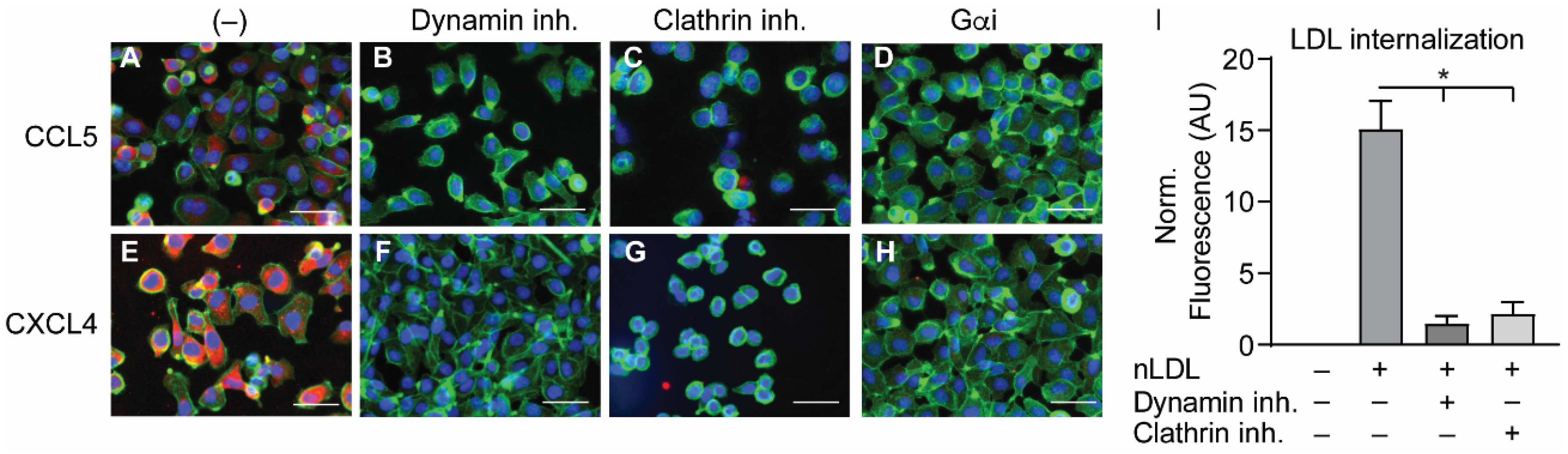 Ijms 22 07332 g004 Ijms 22 07332 g004