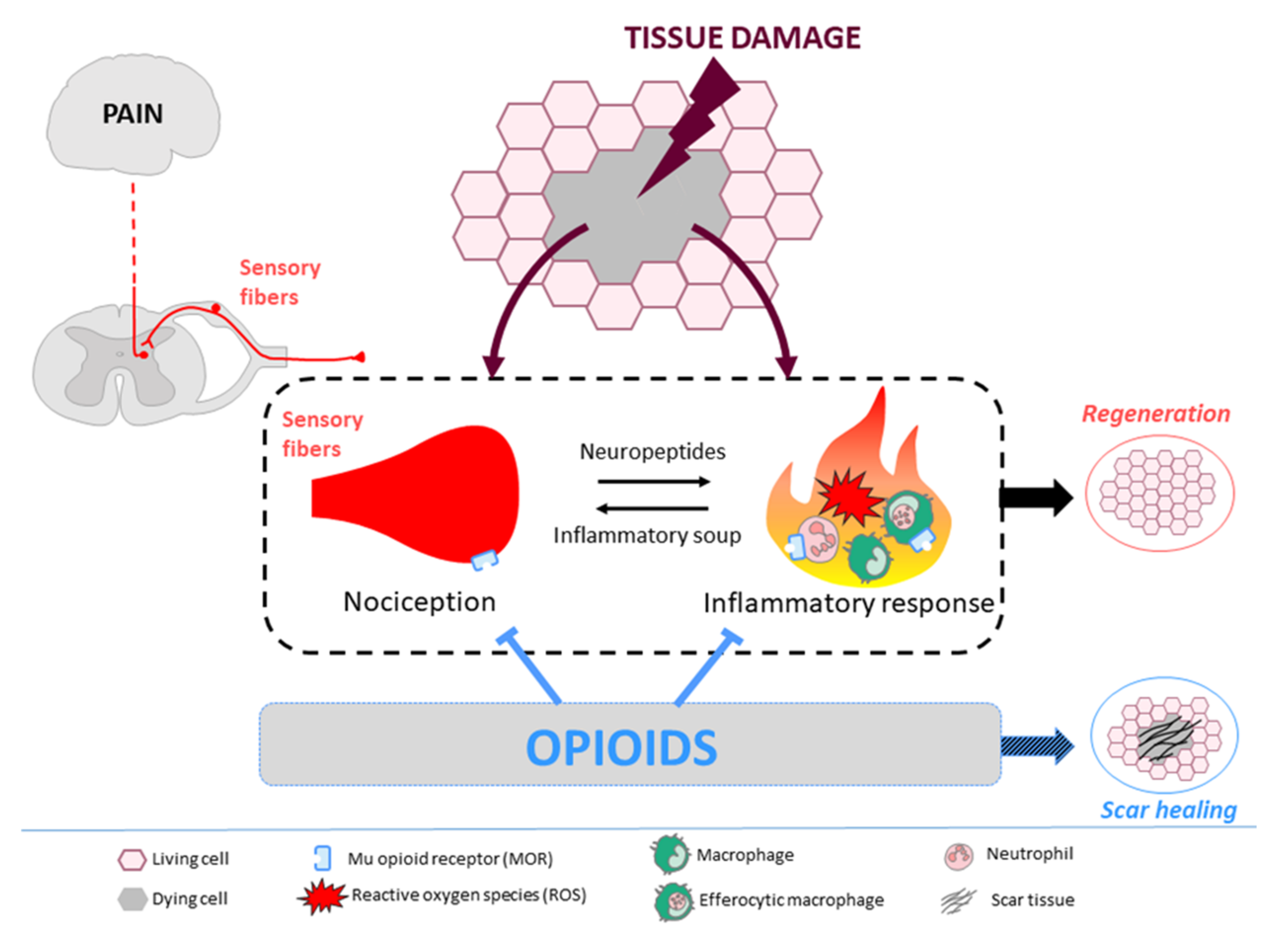 IJMS | Free Full-Text | Tissue Regeneration: The Dark Side of Opioids