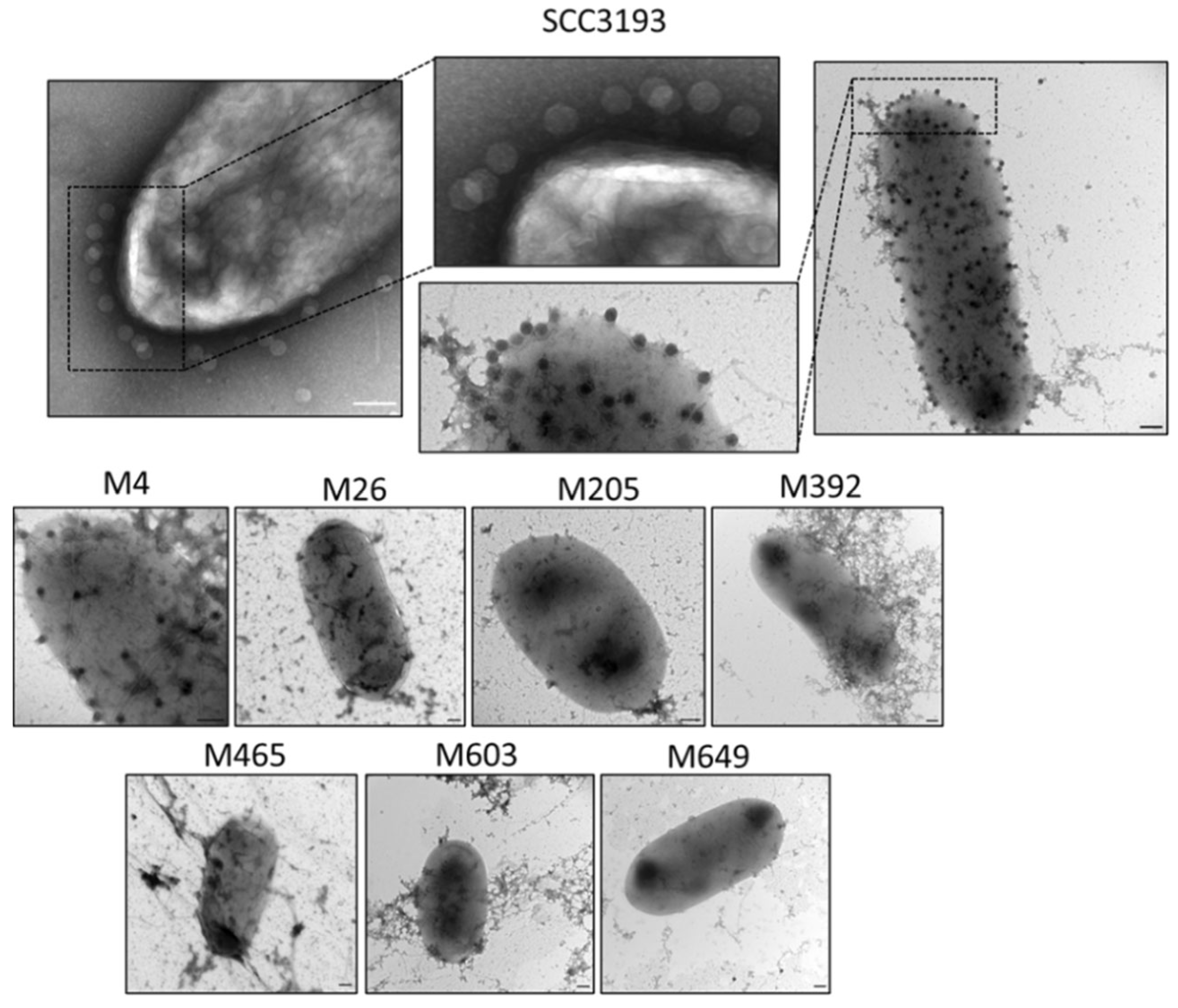 Ijms Free Full Text Pectobacterium Parmentieri Scc Mutants With Altered Synthesis Of