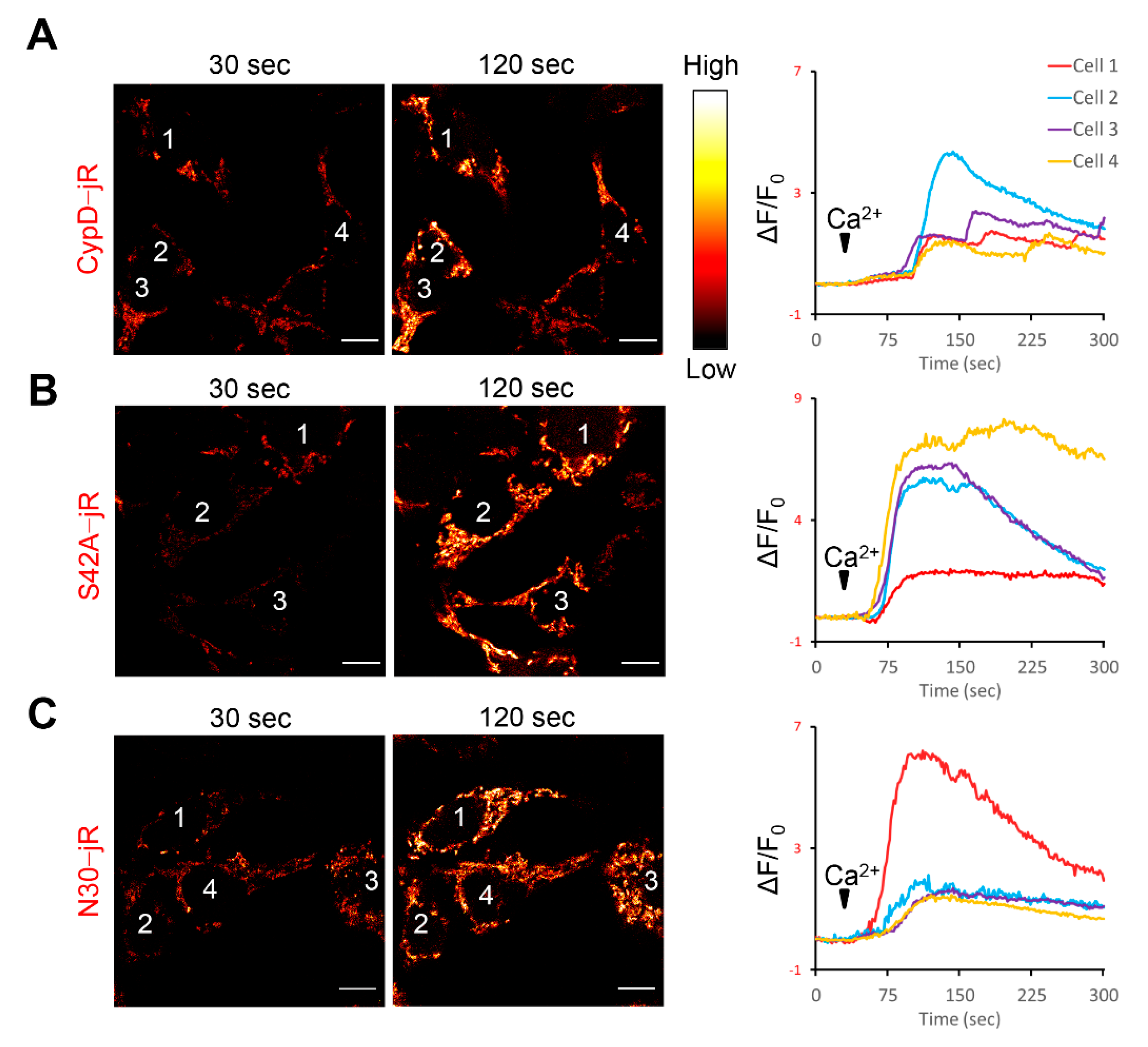 Ijms 22 07412 g002 Ijms 22 07412 g002
