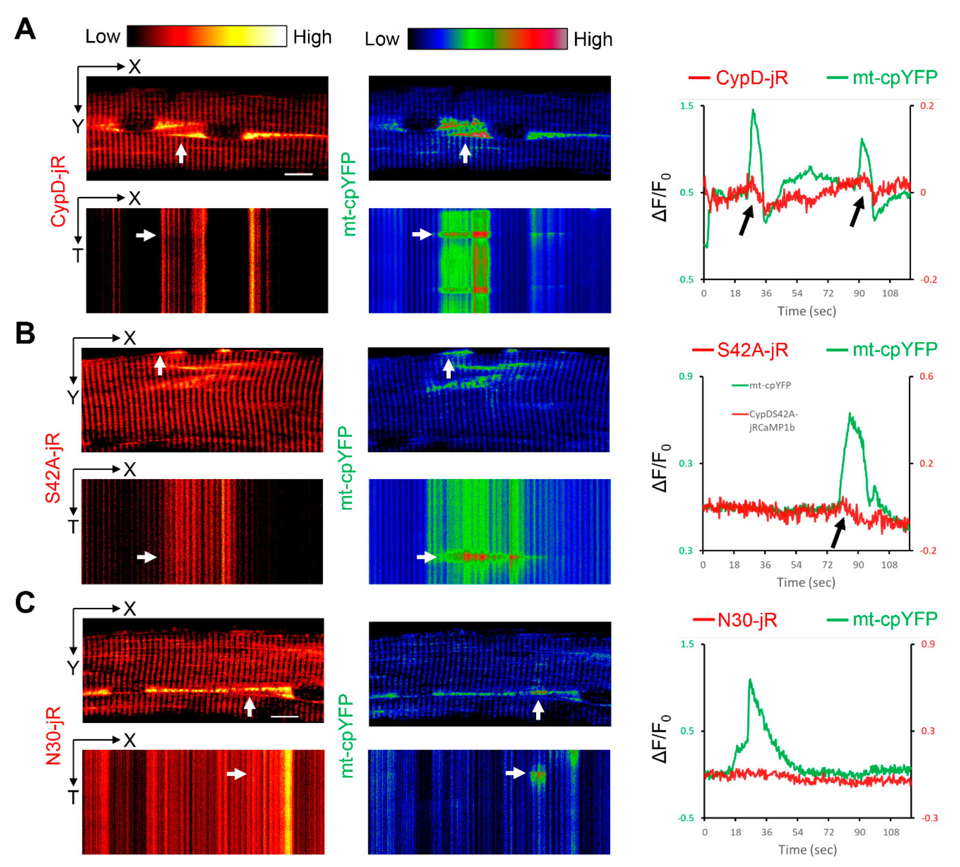 Ijms 22 07412 g003 Ijms 22 07412 g003