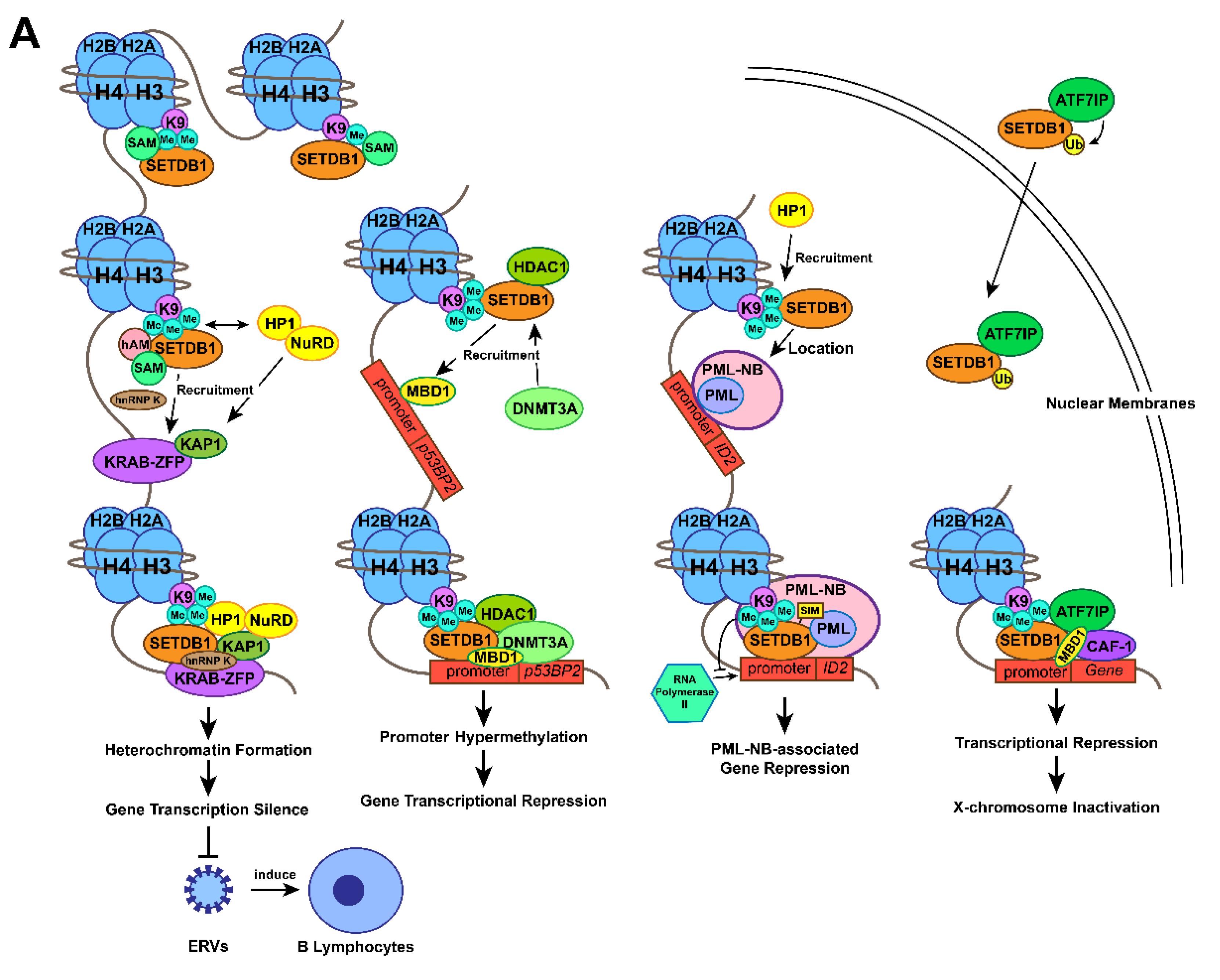 IJMS | Free Full-Text | The Updating of Biological Functions of  Methyltransferase SETDB1 and Its Relevance in Lung Cancer and Mesothelioma  | HTML