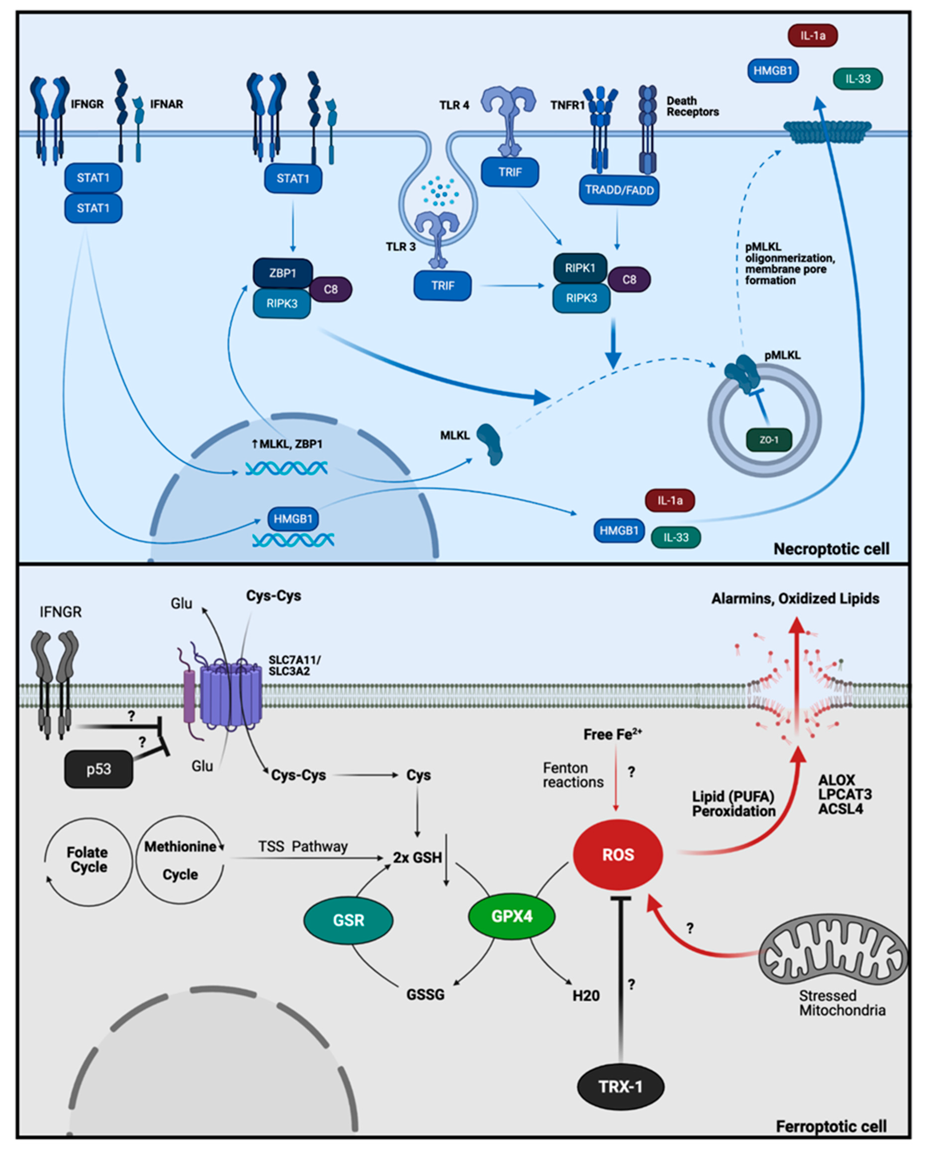 Ijms 22 07426 g003 Ijms 22 07426 g003