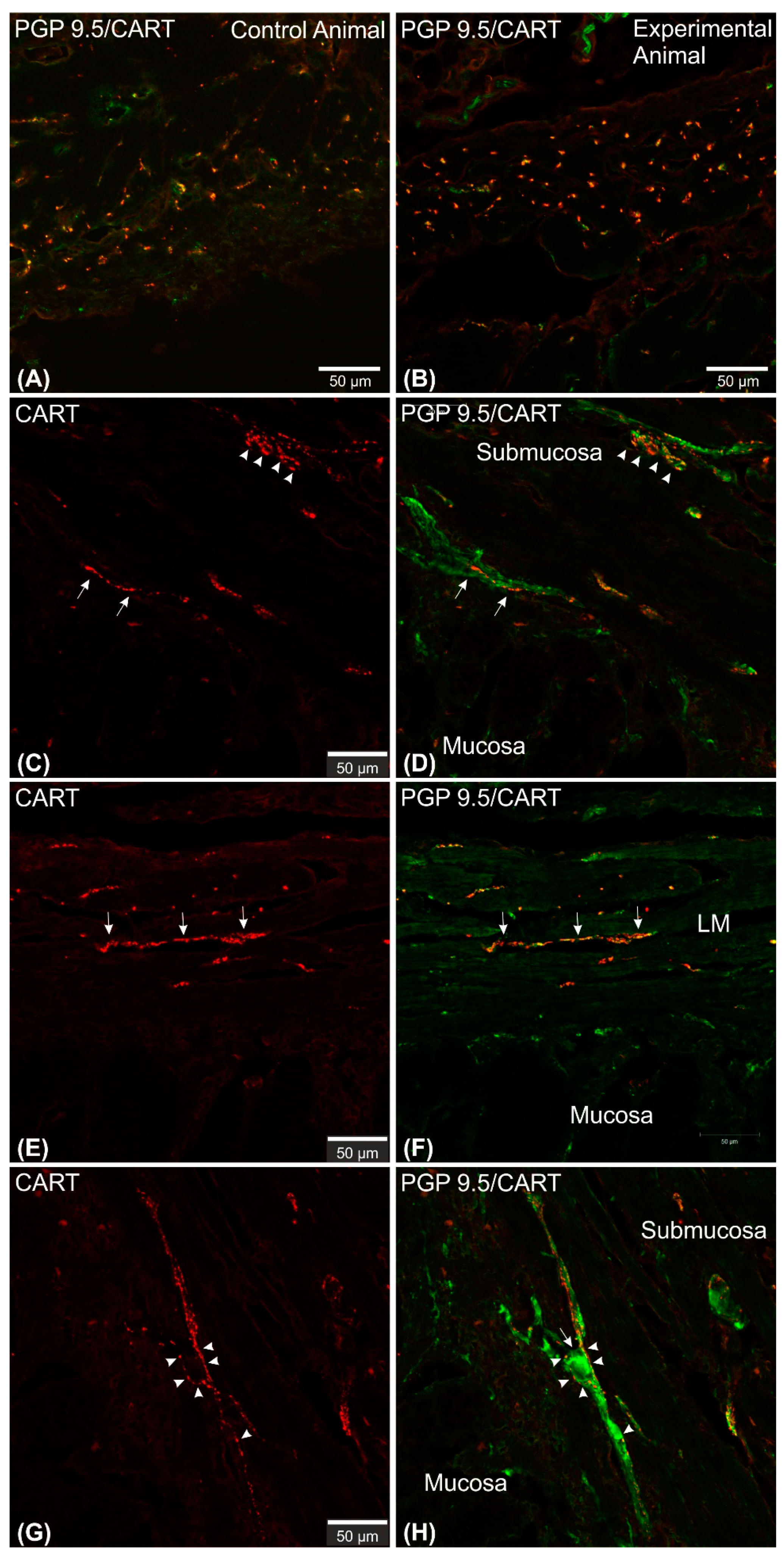 Ijms 22 07437 g008 Ijms 22 07437 g008