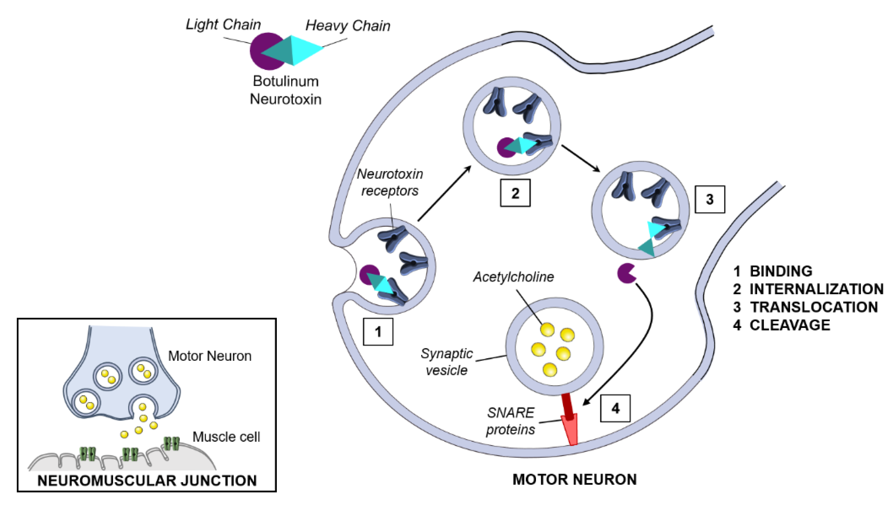 IJMS | Free Full-Text | Emerging Opportunities in Human Pluripotent ...