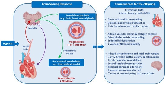 Comparison of AdaSVRG against SVRG variants, SVRG-BB and SARAH