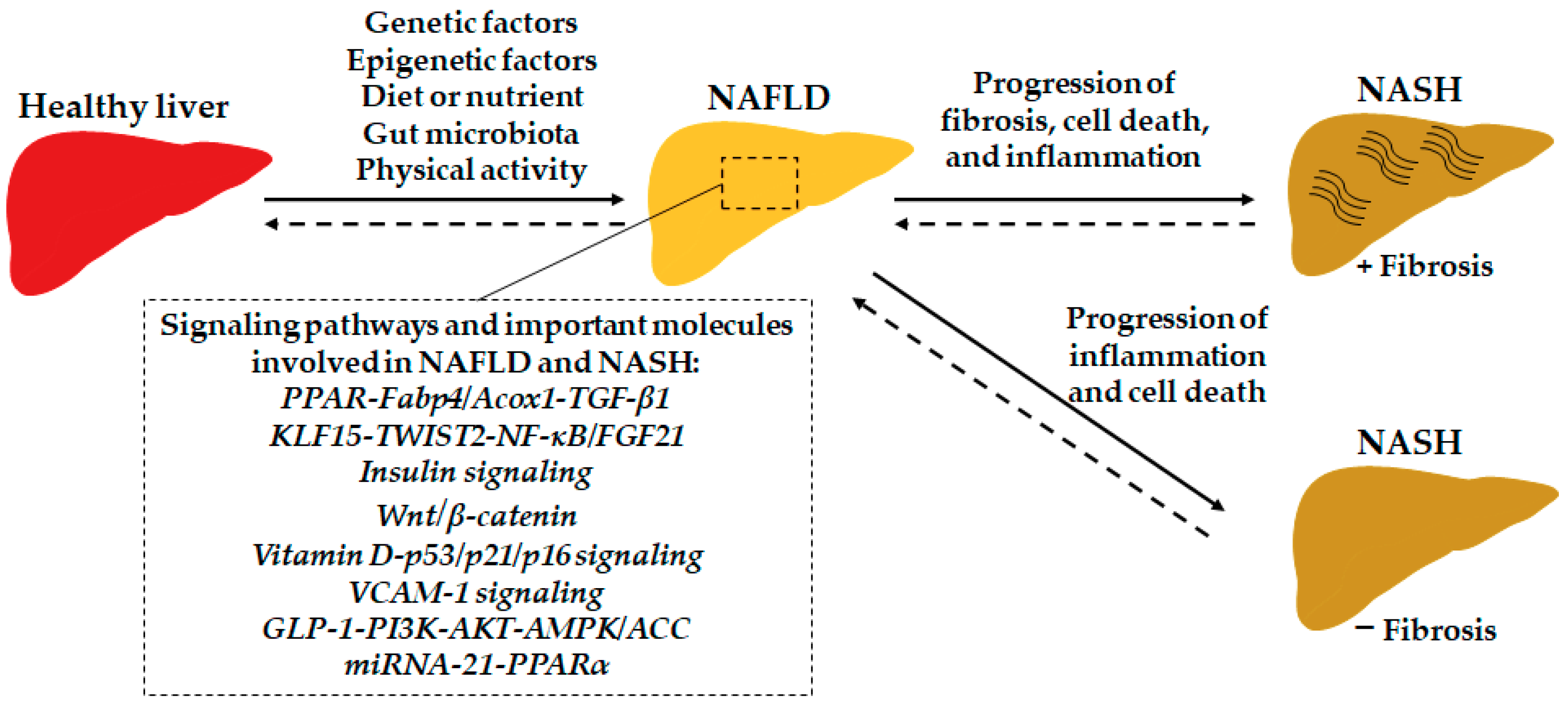IJMS | Free Full-Text | Current Options and Future Directions for NAFLD and NASH  Treatment