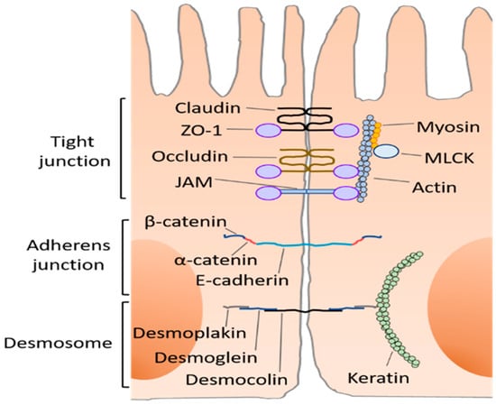 Systems Proteomics View of the Endogenous Human Claudin Protein