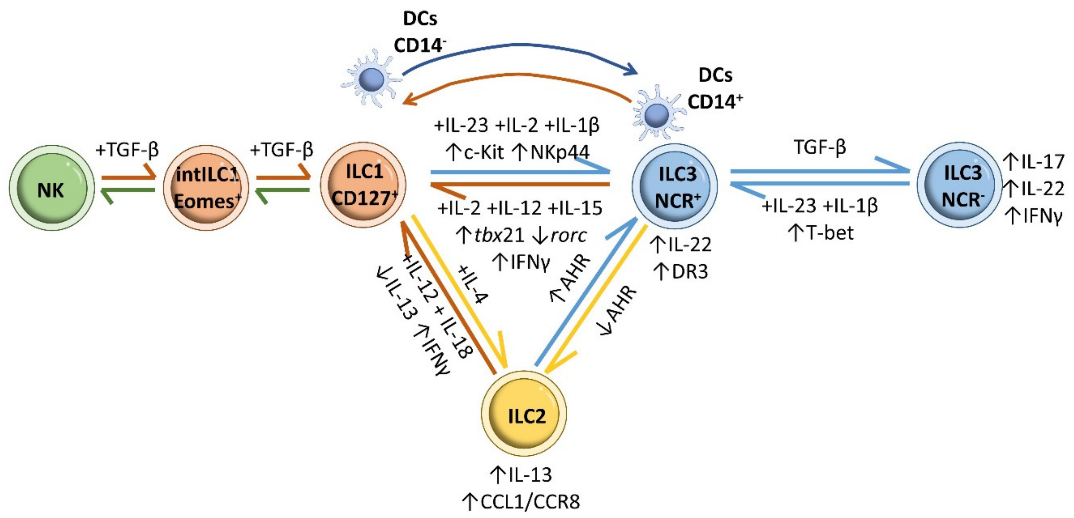 IJMS | Free Full-Text | Innate Lymphoid Cells In Intestinal Homeostasis ...