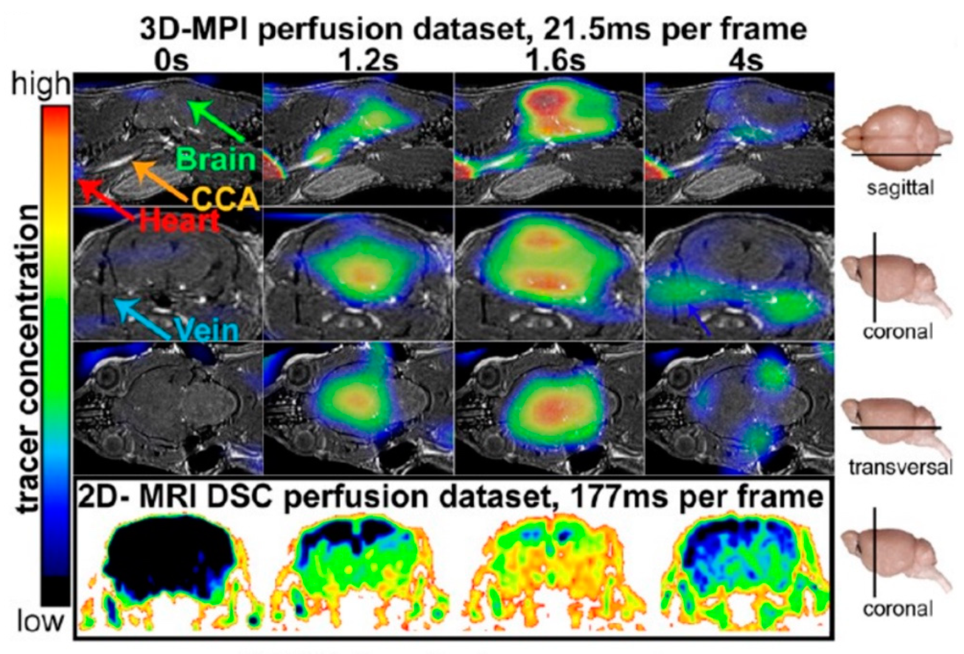 Ijms 22 07651 g002 Ijms 22 07651 g002