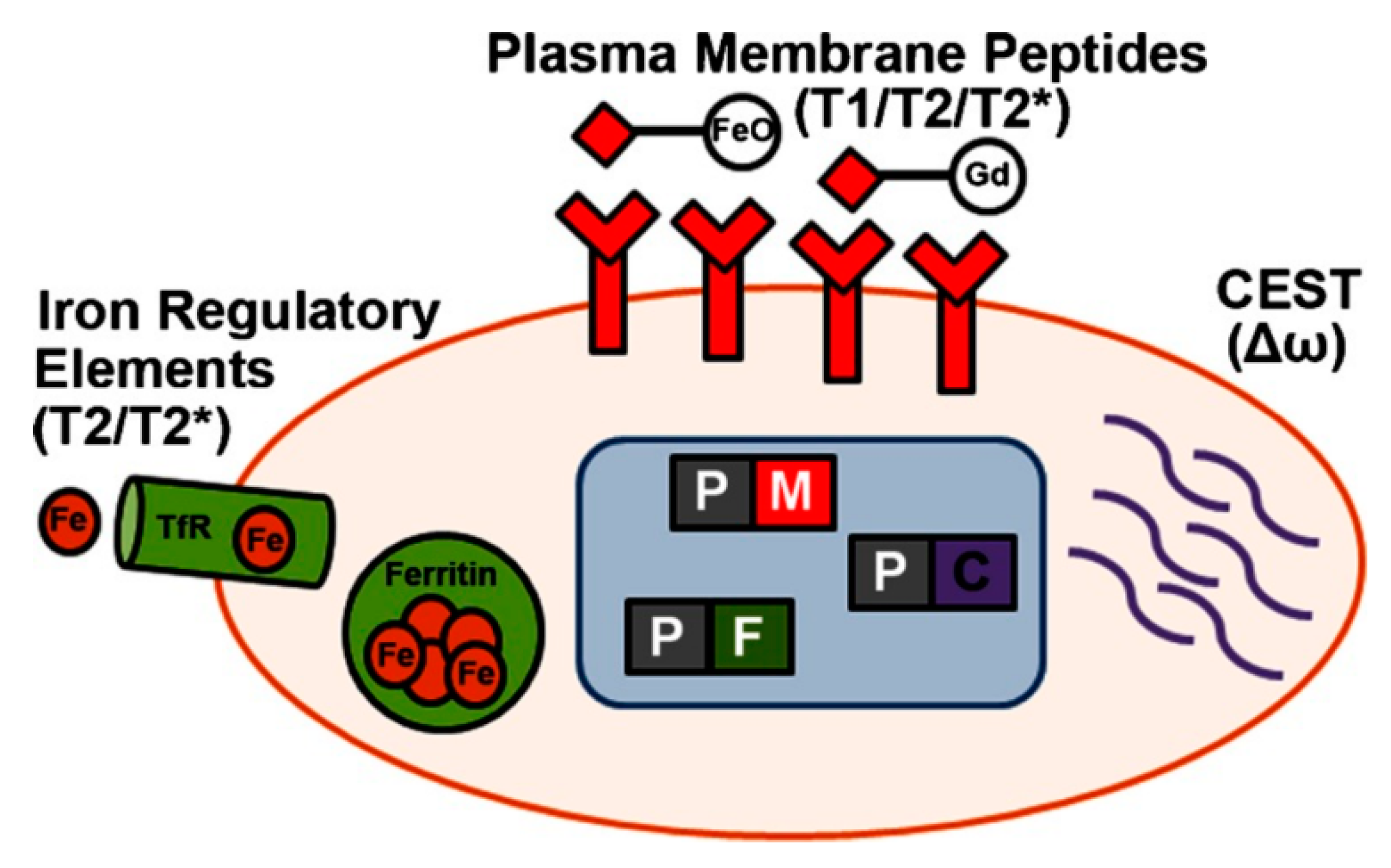 Ijms 22 07651 g004 Ijms 22 07651 g004
