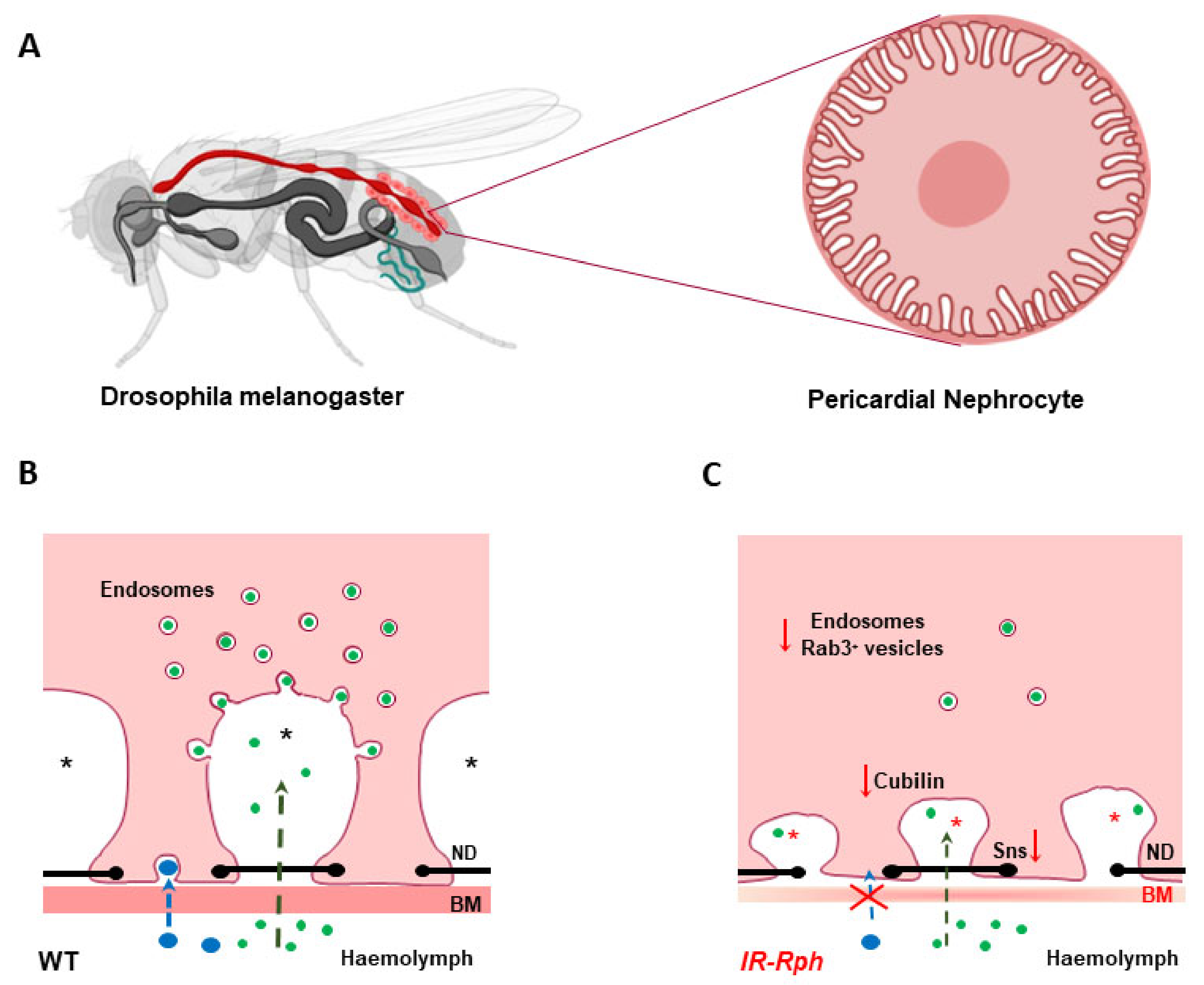 Ijms 22 07679 g002 Ijms 22 07679 g002