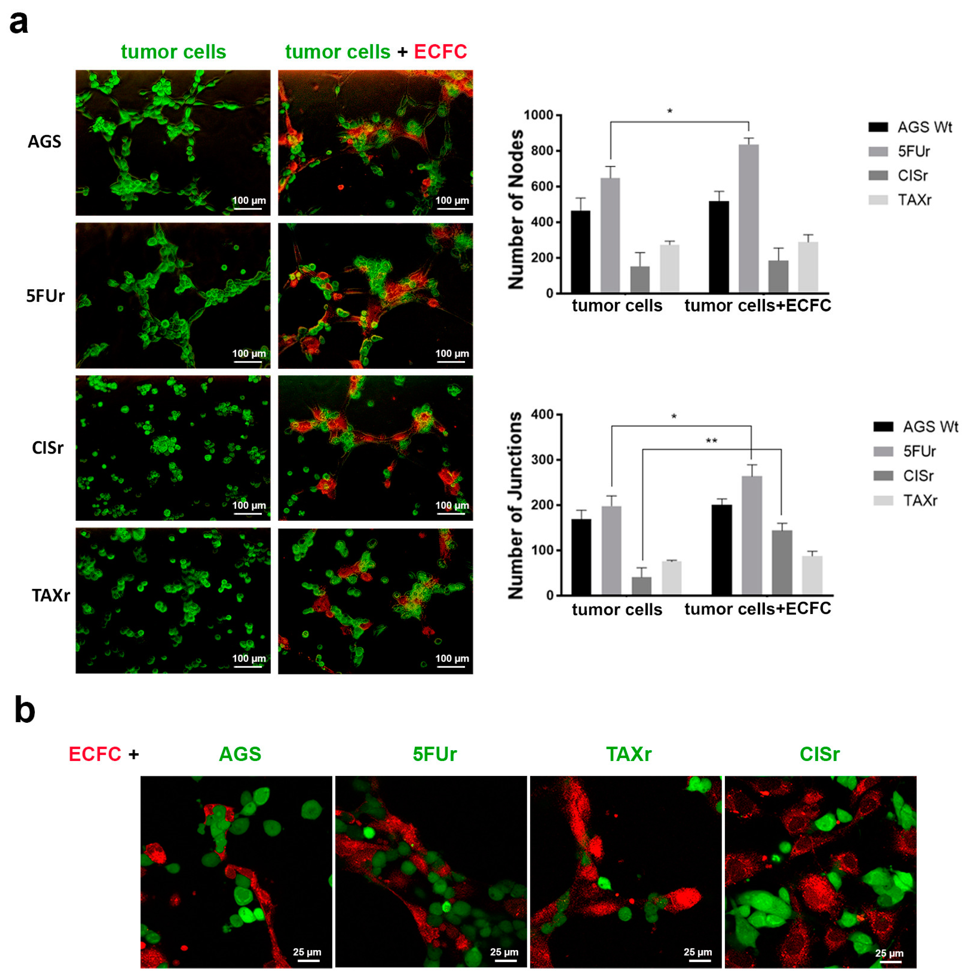 Ijms 22 07698 g004 Ijms 22 07698 g004