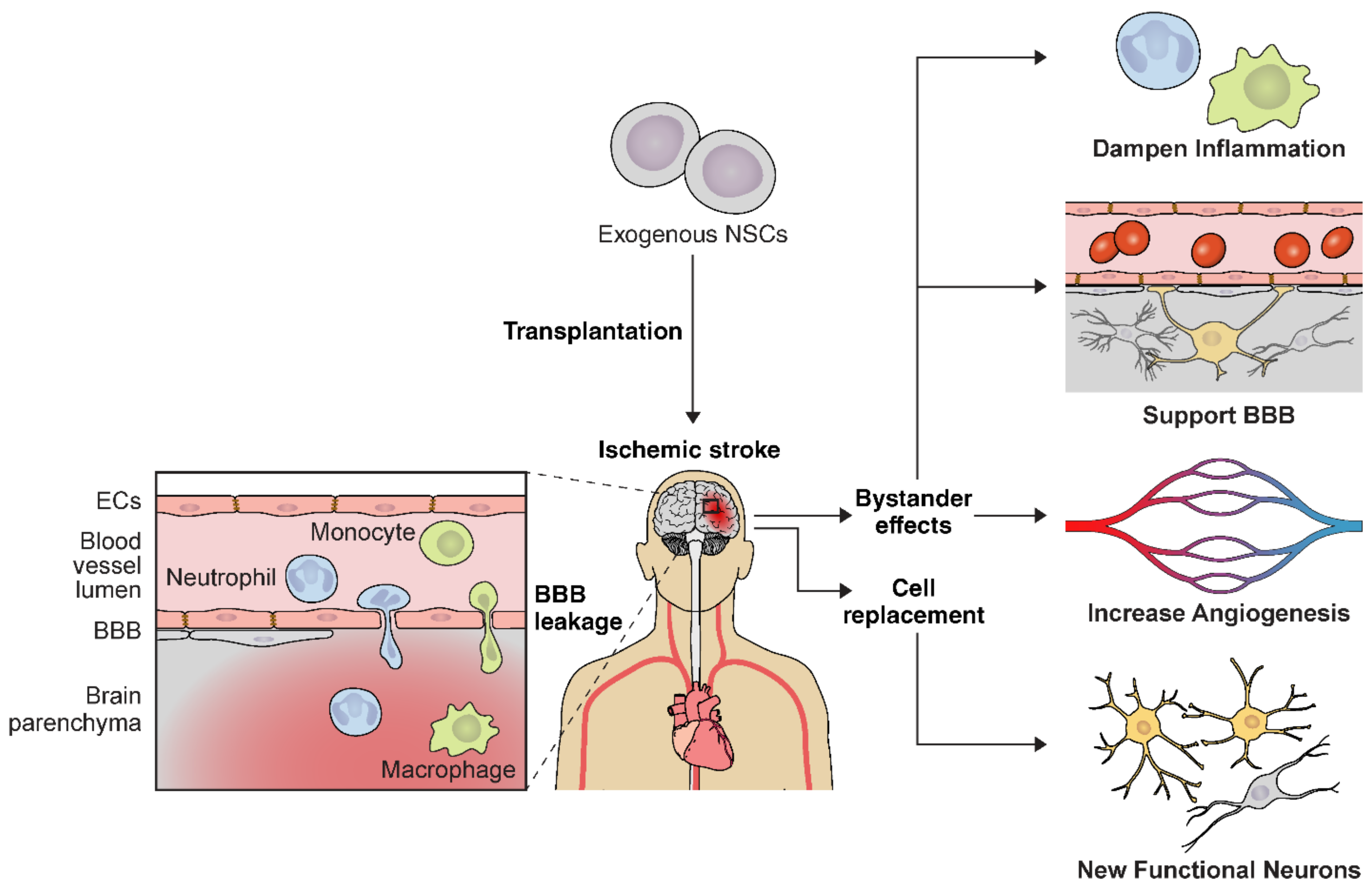 Ijms 22 07703 g002 Ijms 22 07703 g002