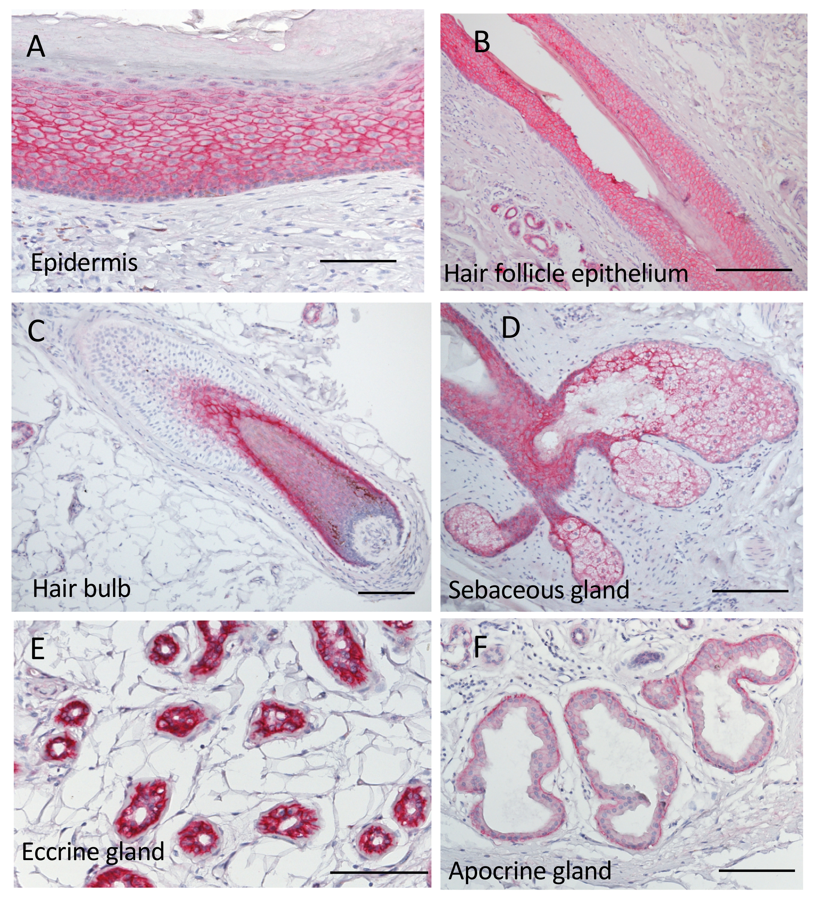Ijms 22 07706 g001