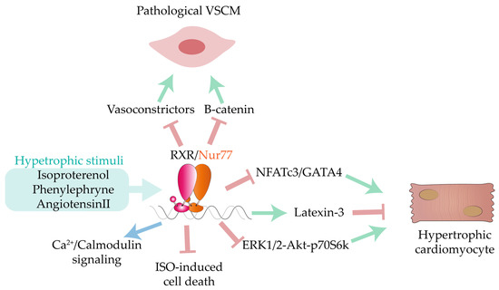 https://www.mdpi.com/ijms/ijms-22-07775/article_deploy/html/images/ijms-22-07775-g008-550.jpg