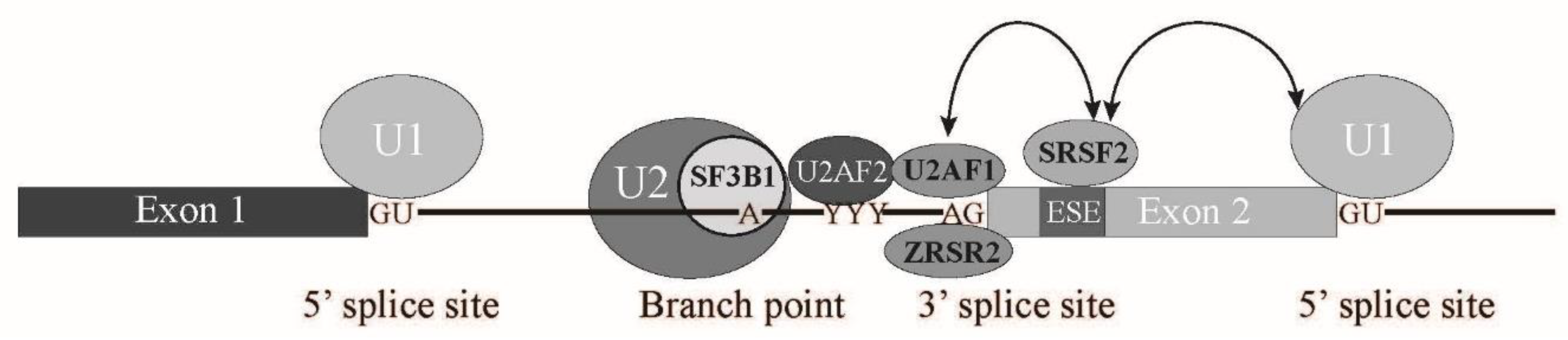 Ijms 22 07789 g005 Ijms 22 07789 g005