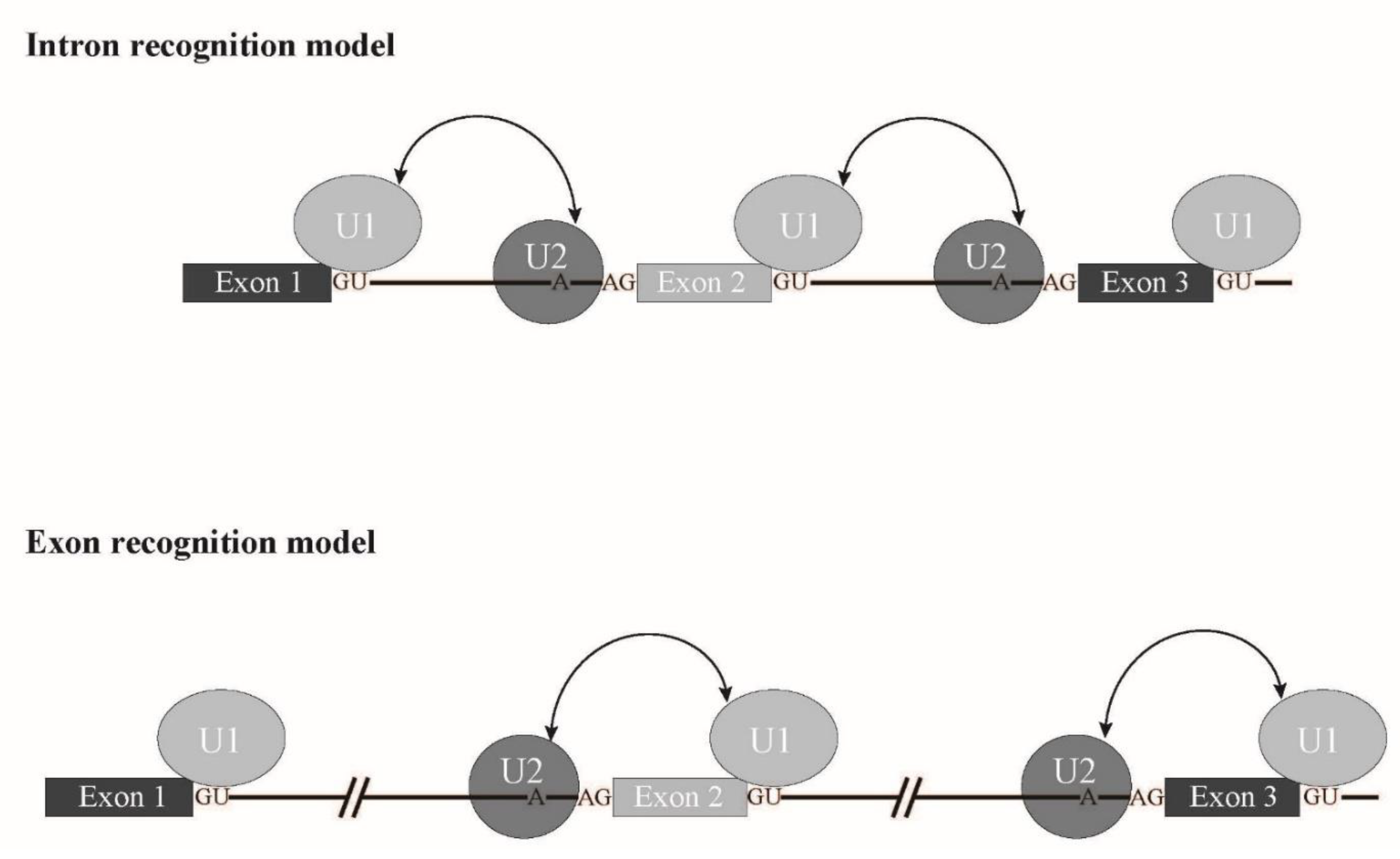 Ijms 22 07789 g006 Ijms 22 07789 g006