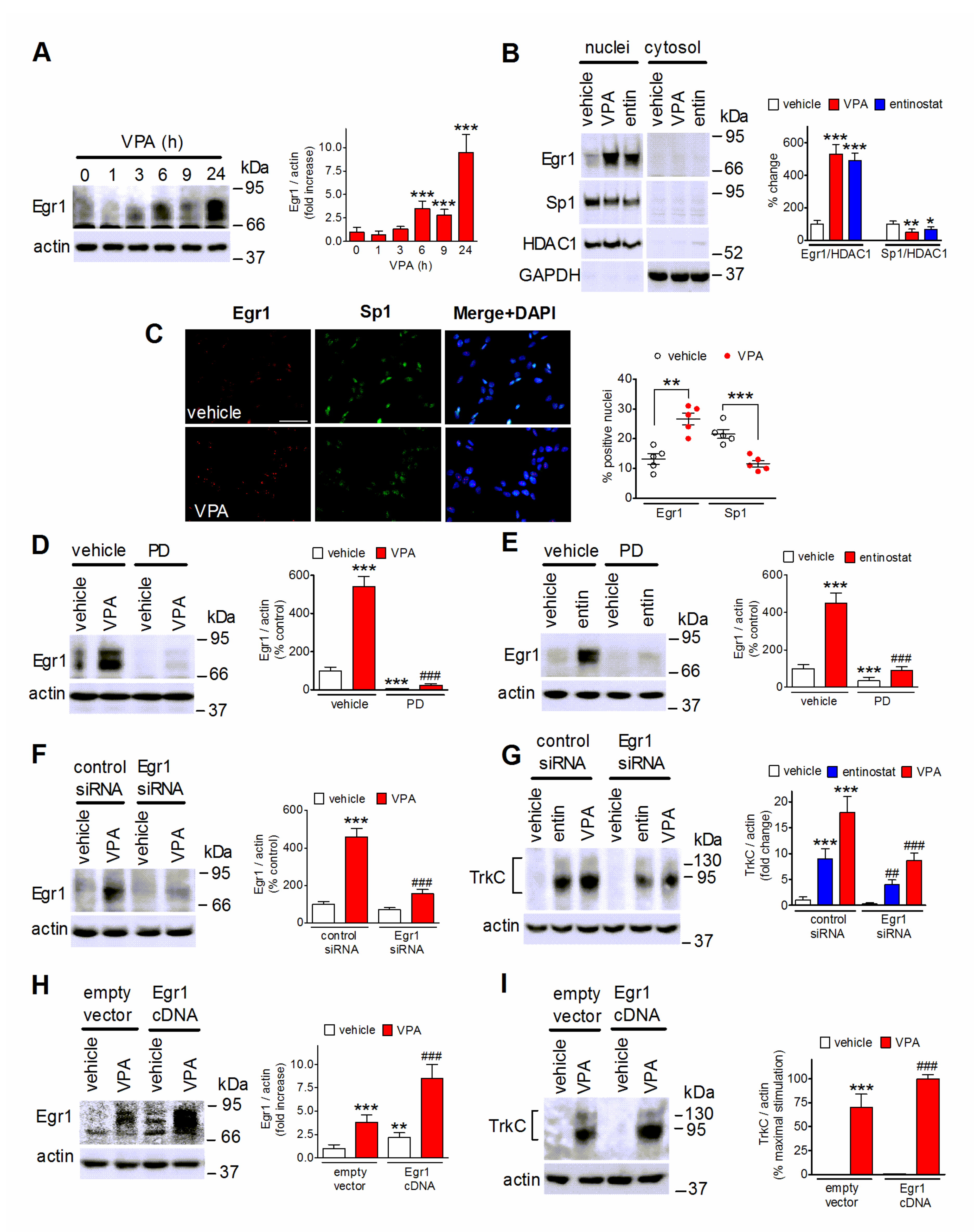 Ijms 22 07790 g006 Ijms 22 07790 g006